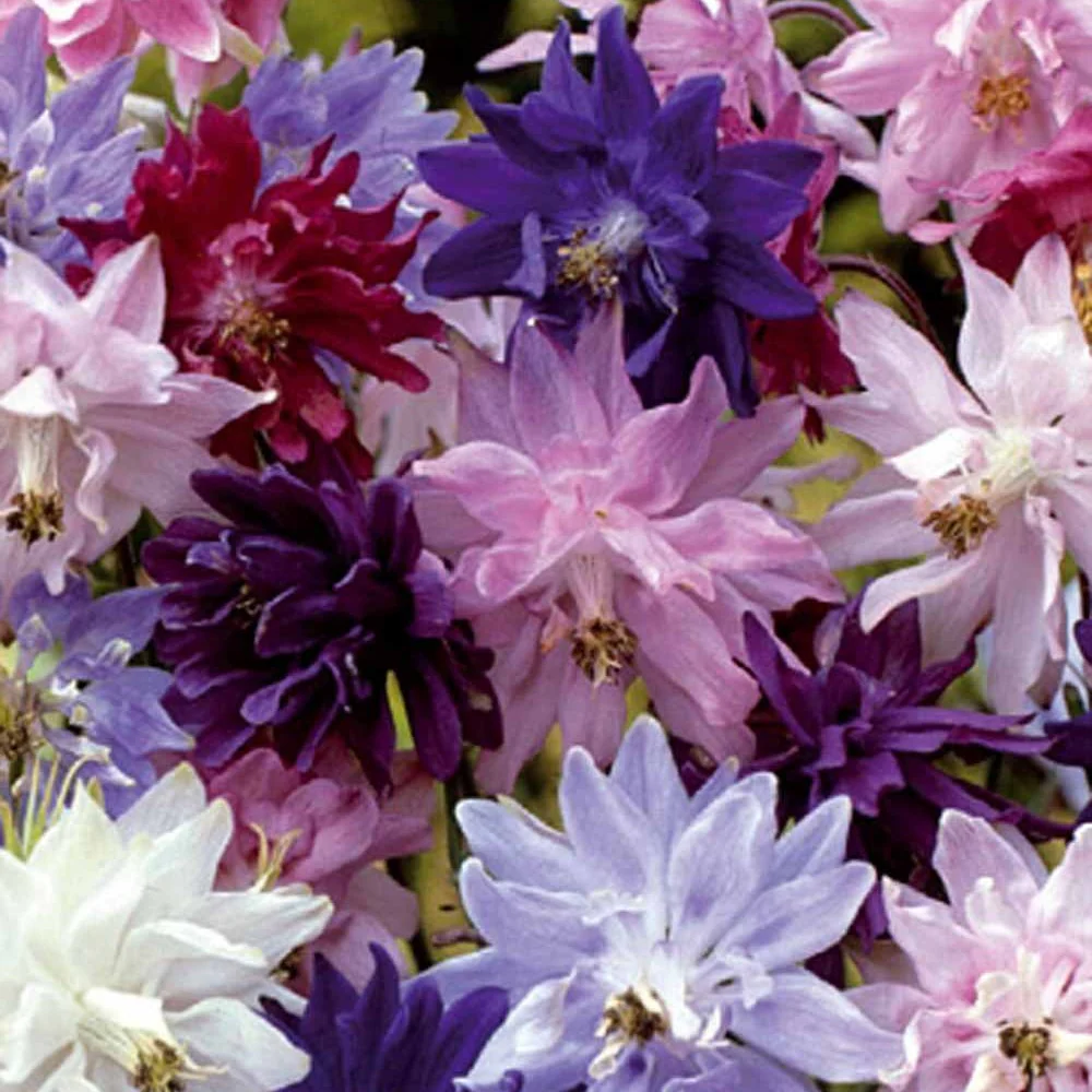 3 Granny's Bonnets Akelei - Image 4