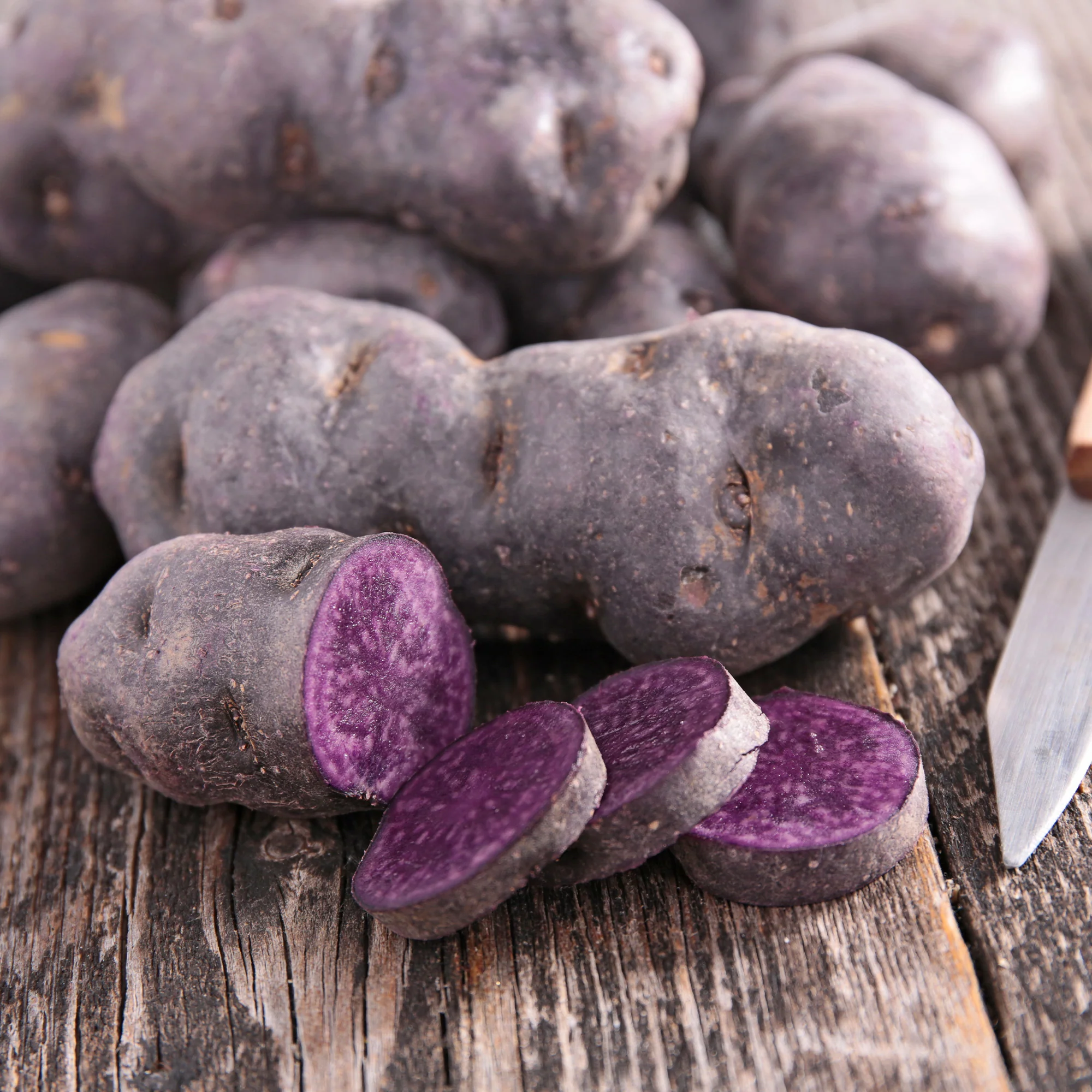 Aardappel 'Bleue de la Manche' (x10) - Image 4