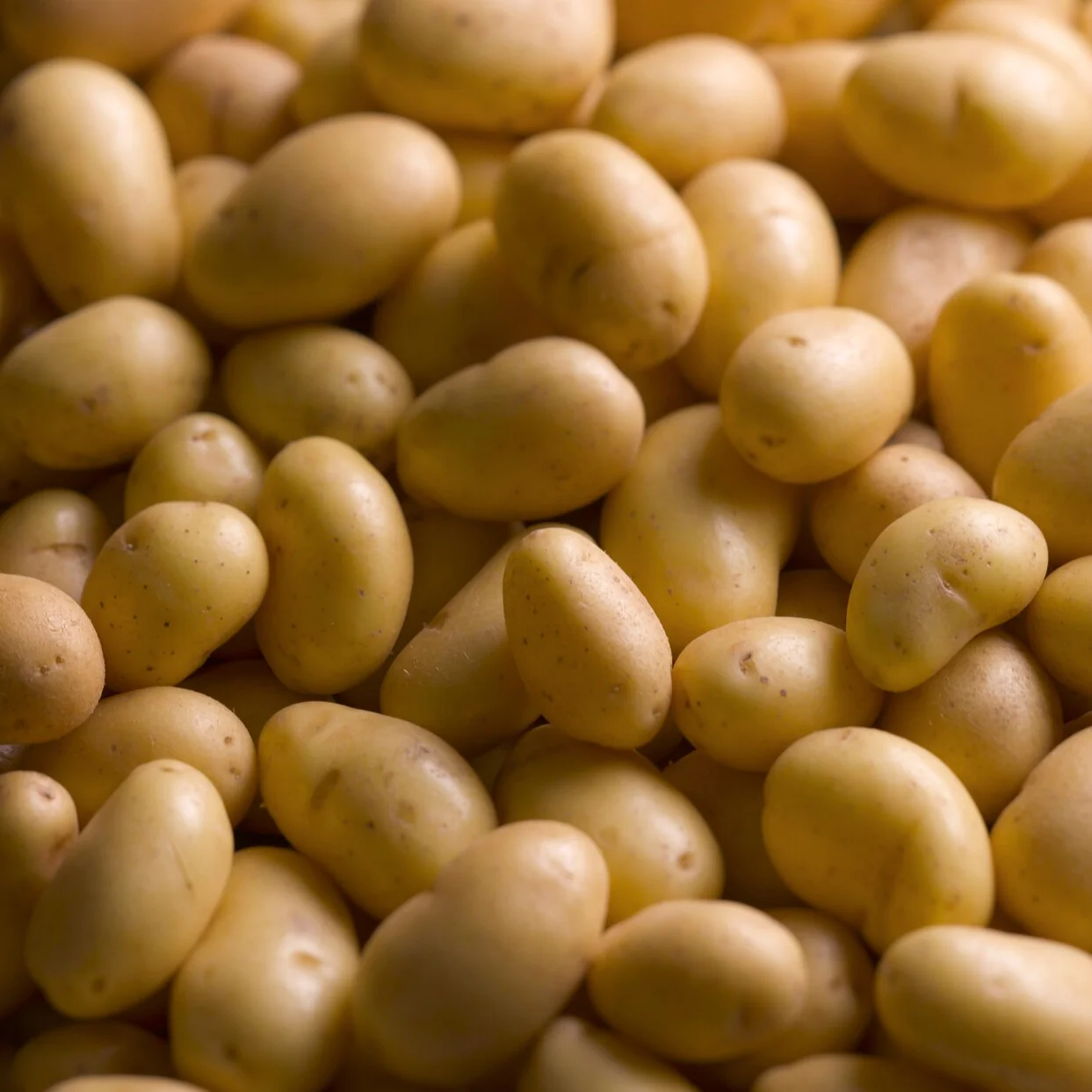 Aardappel 'Charlotte' - Image 3