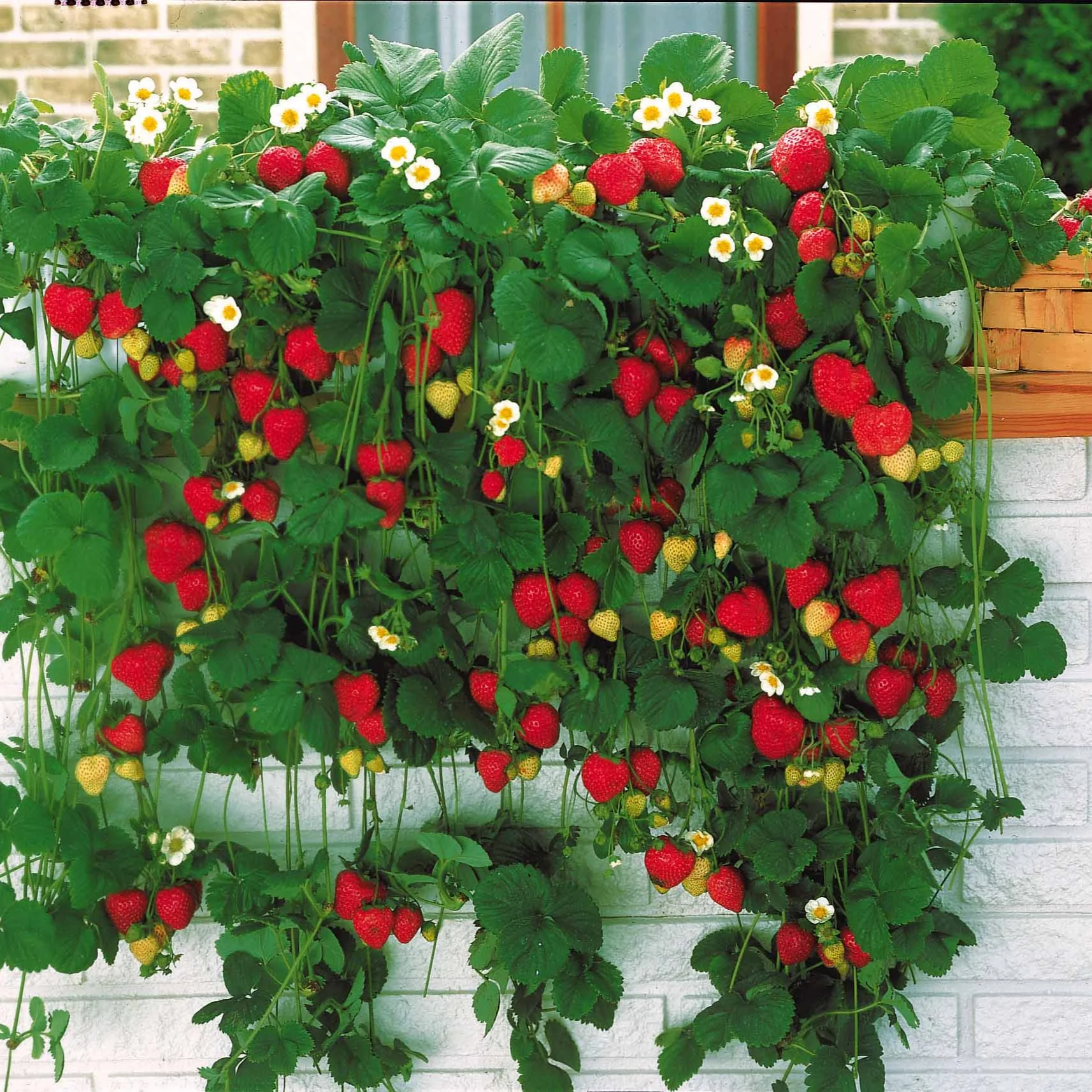 Aardbei 'Mount Everest' - Image 4