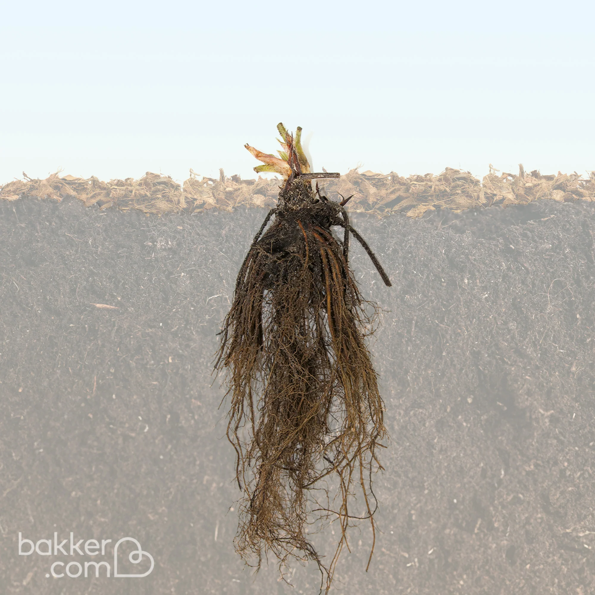 Aardbei 'Mount Everest' - Image 5