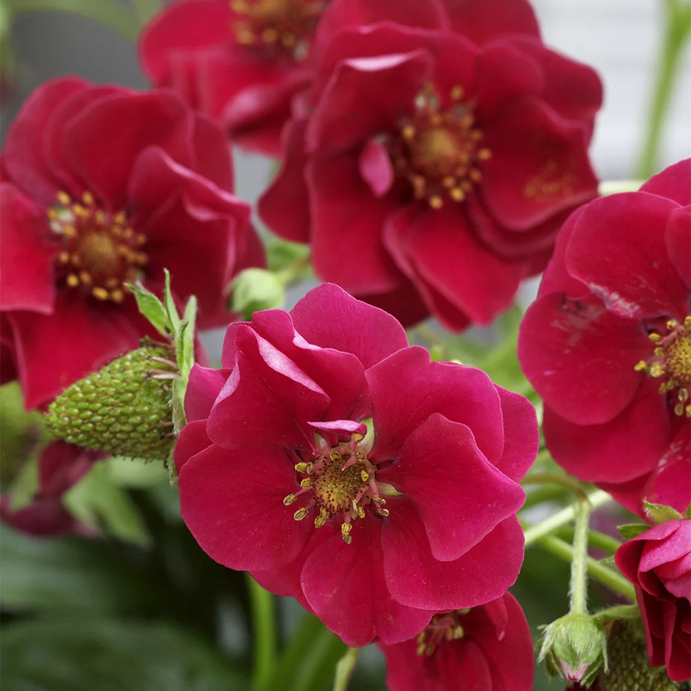 Aardbei 'Summer Breeze Rose' (x3) - Image 3