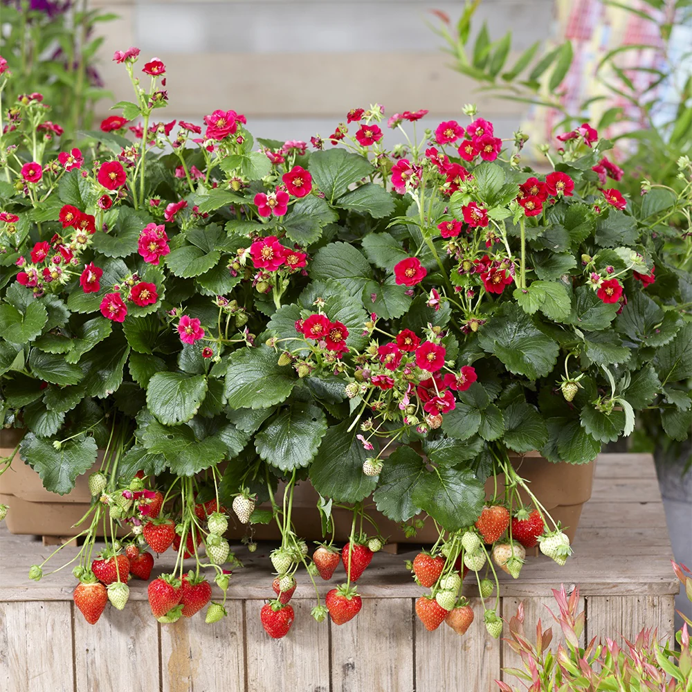 Aardbei 'Summer Breeze Rose' (x3) - Image 4