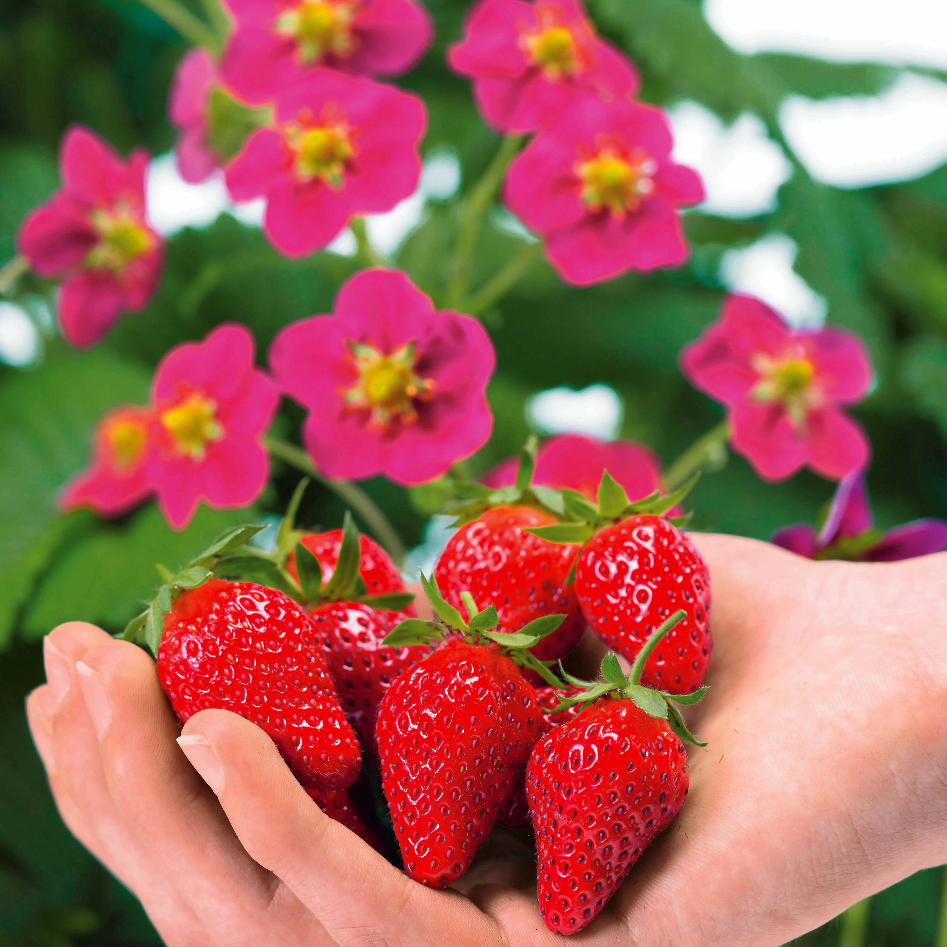 Aardbei 'Toscana' (x3) - Image 3