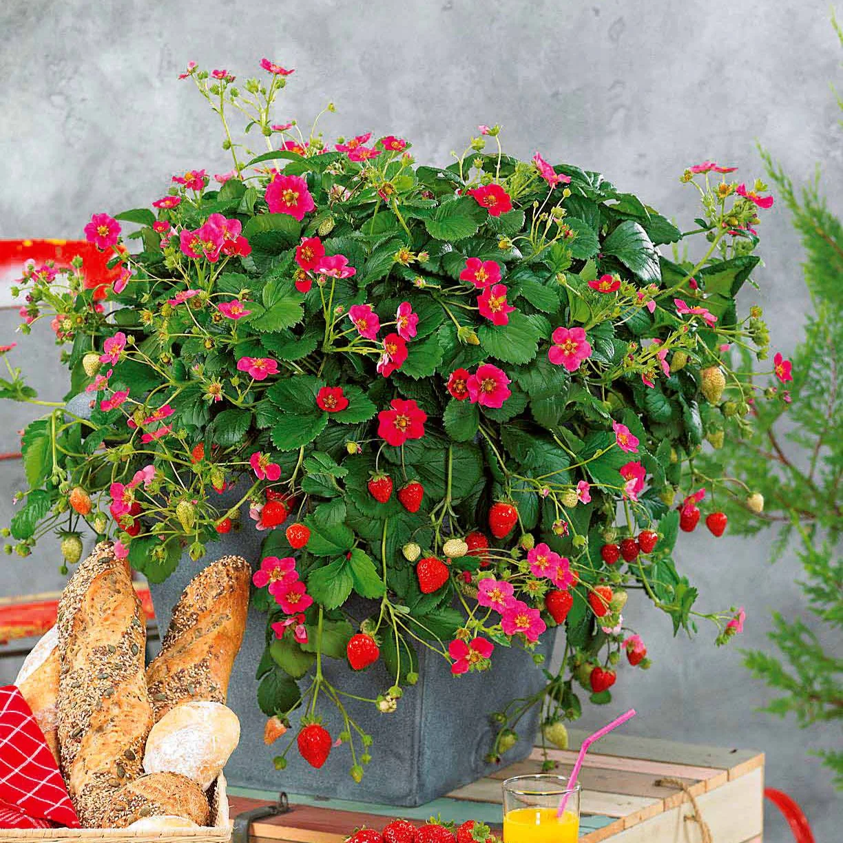 Aardbei 'Toscana' (x3) - Image 4