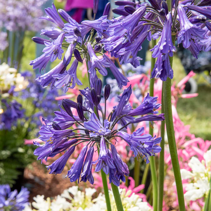 Afrikaanse lelie 'Black Pantha' - Image 3