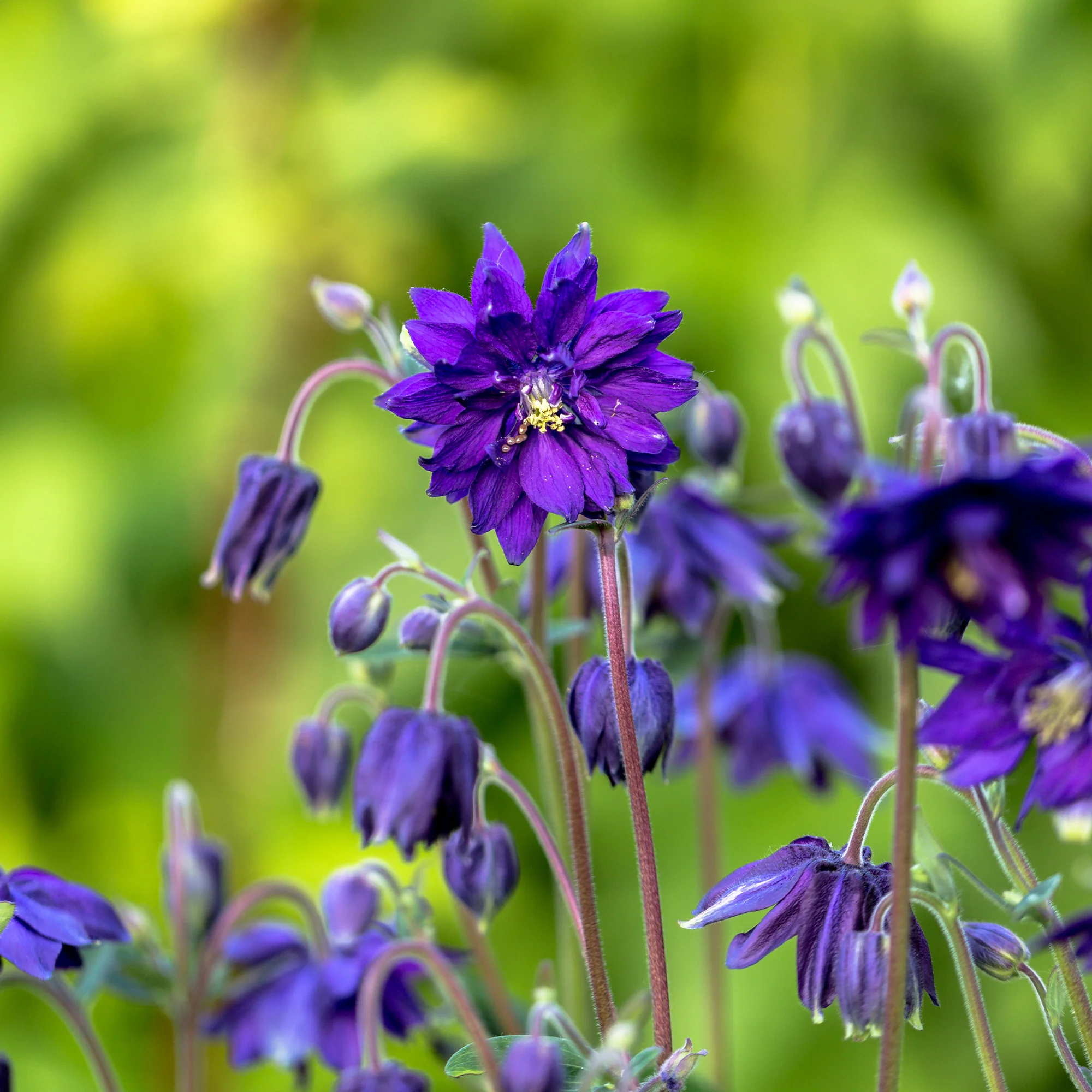 Akelei 'Blue Barlow' - Image 6