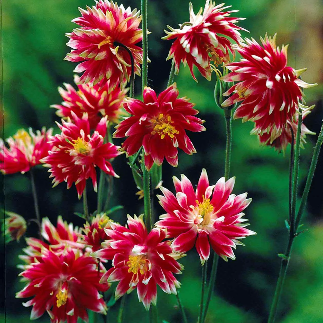 Akelei 'Nora Barlow' - Image 3