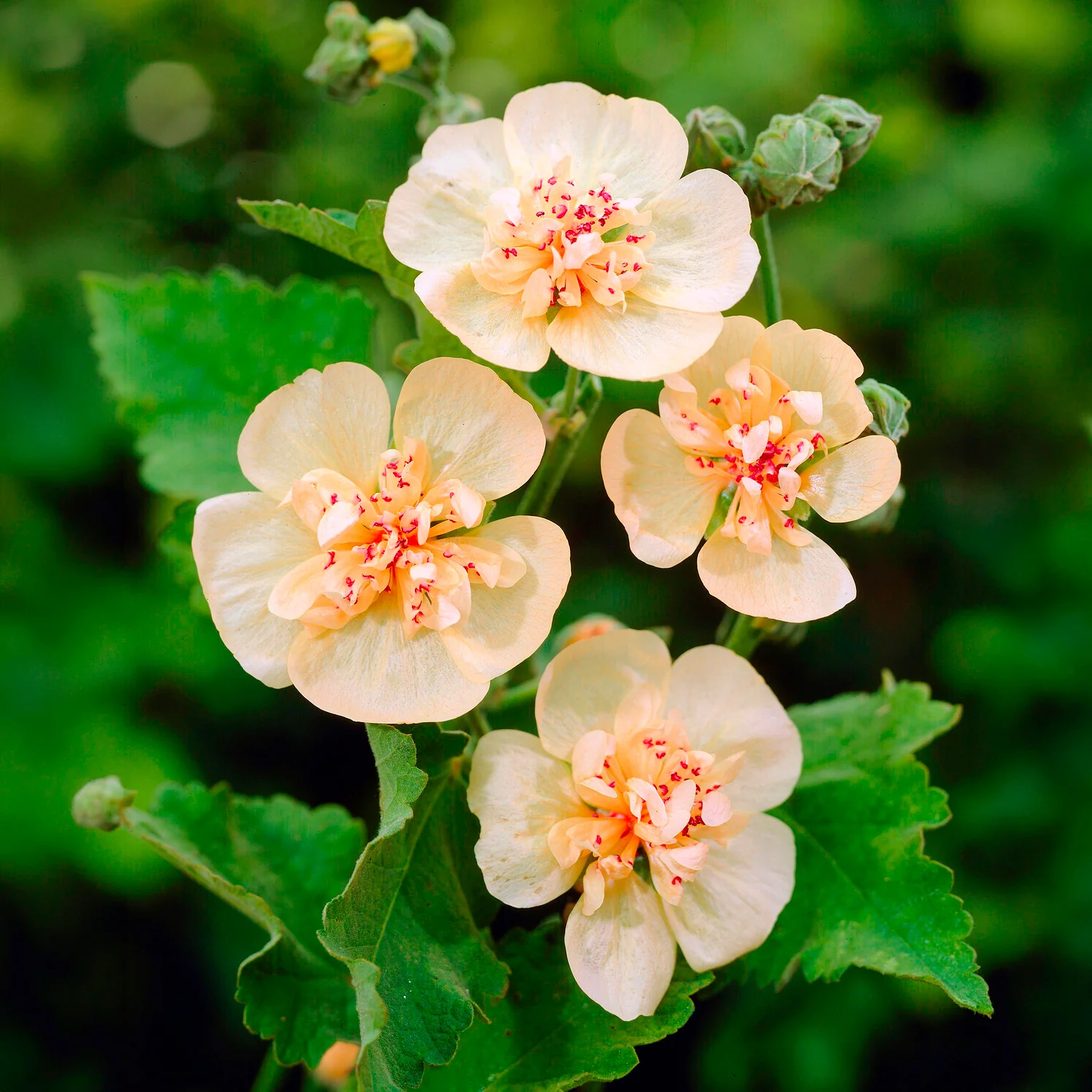 Alcalthaea Parkallee - Image 3