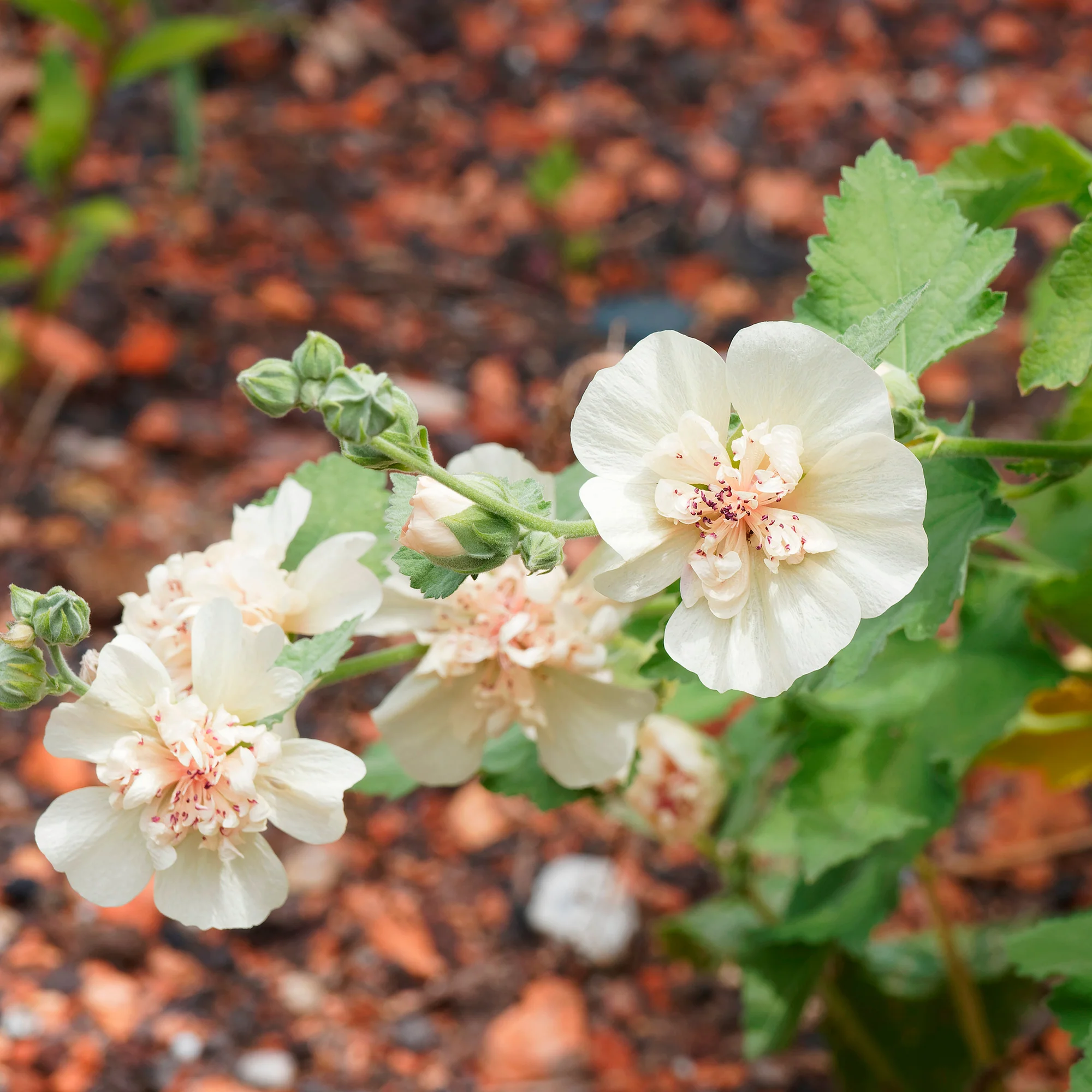 Alcalthaea Parkallee - Image 4