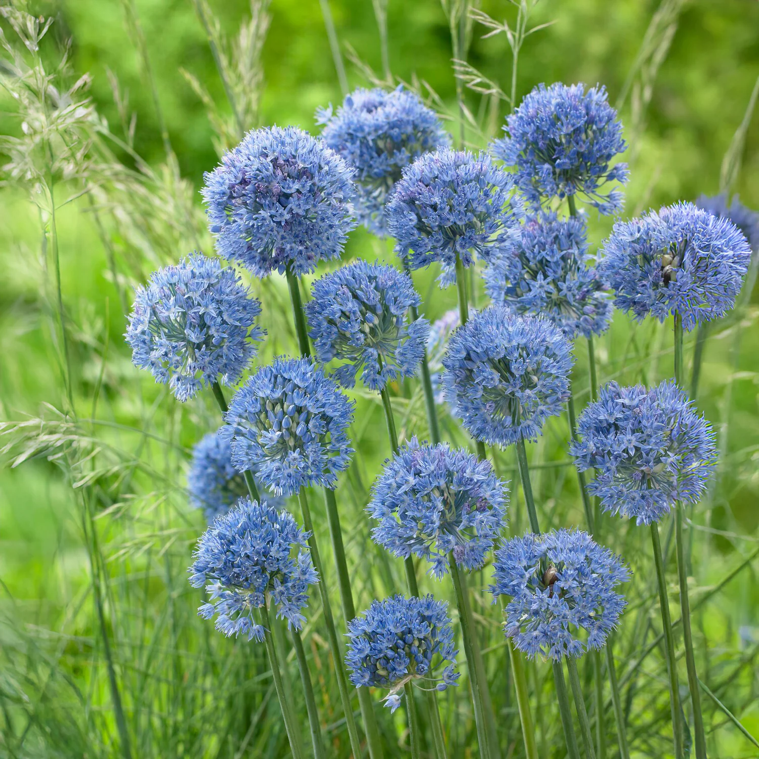 Allium Caeruleum (x20) - Image 3