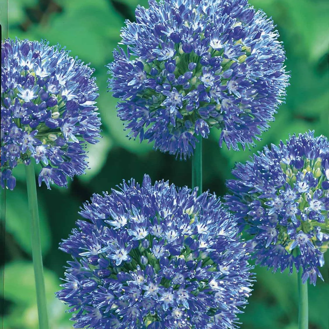 Allium Caeruleum (x20) - Image 4