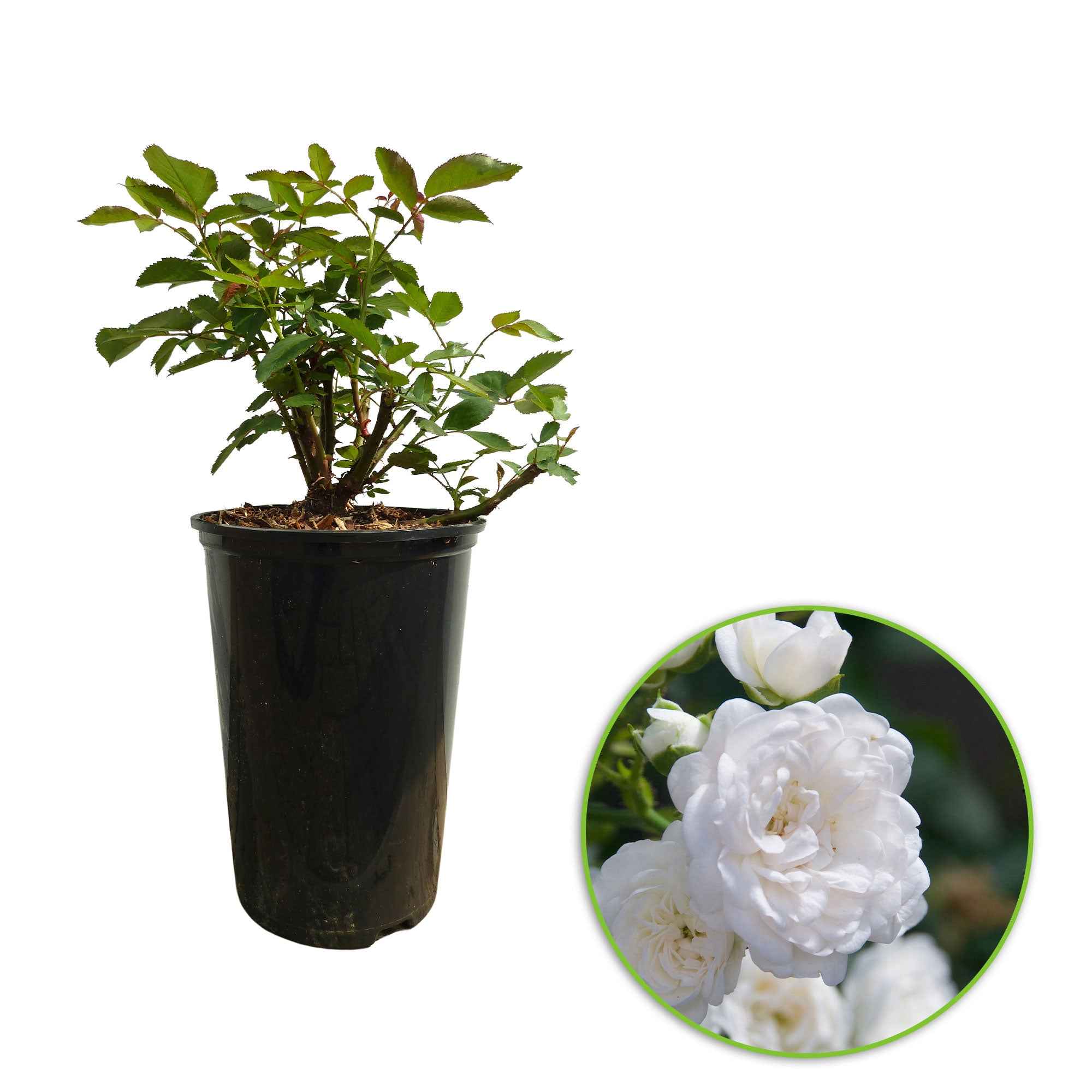 Bodembedekkende roos 'Diamant' - Image 3