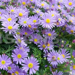 Brachycoma's - Image 3