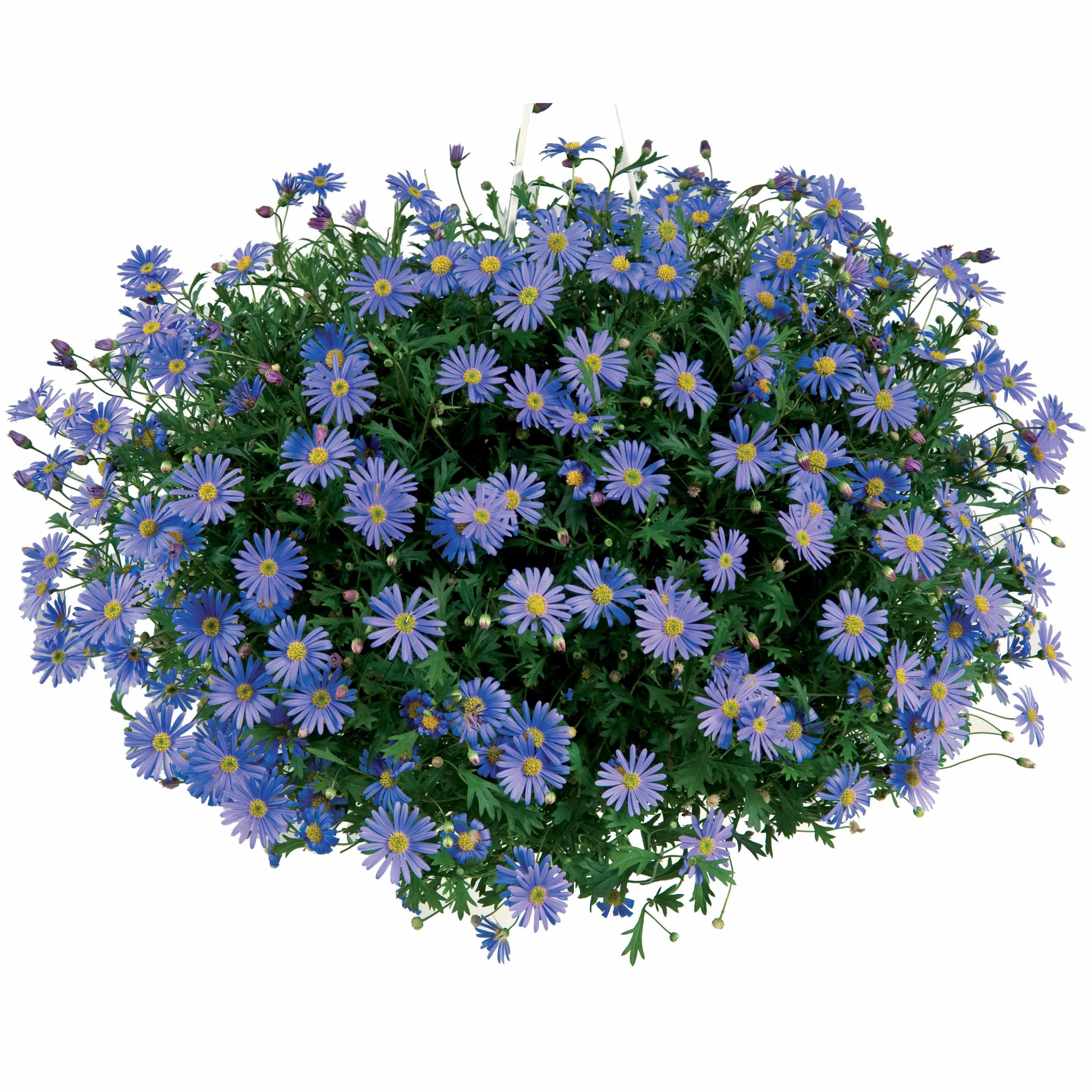 Brachycoma's - Image 4