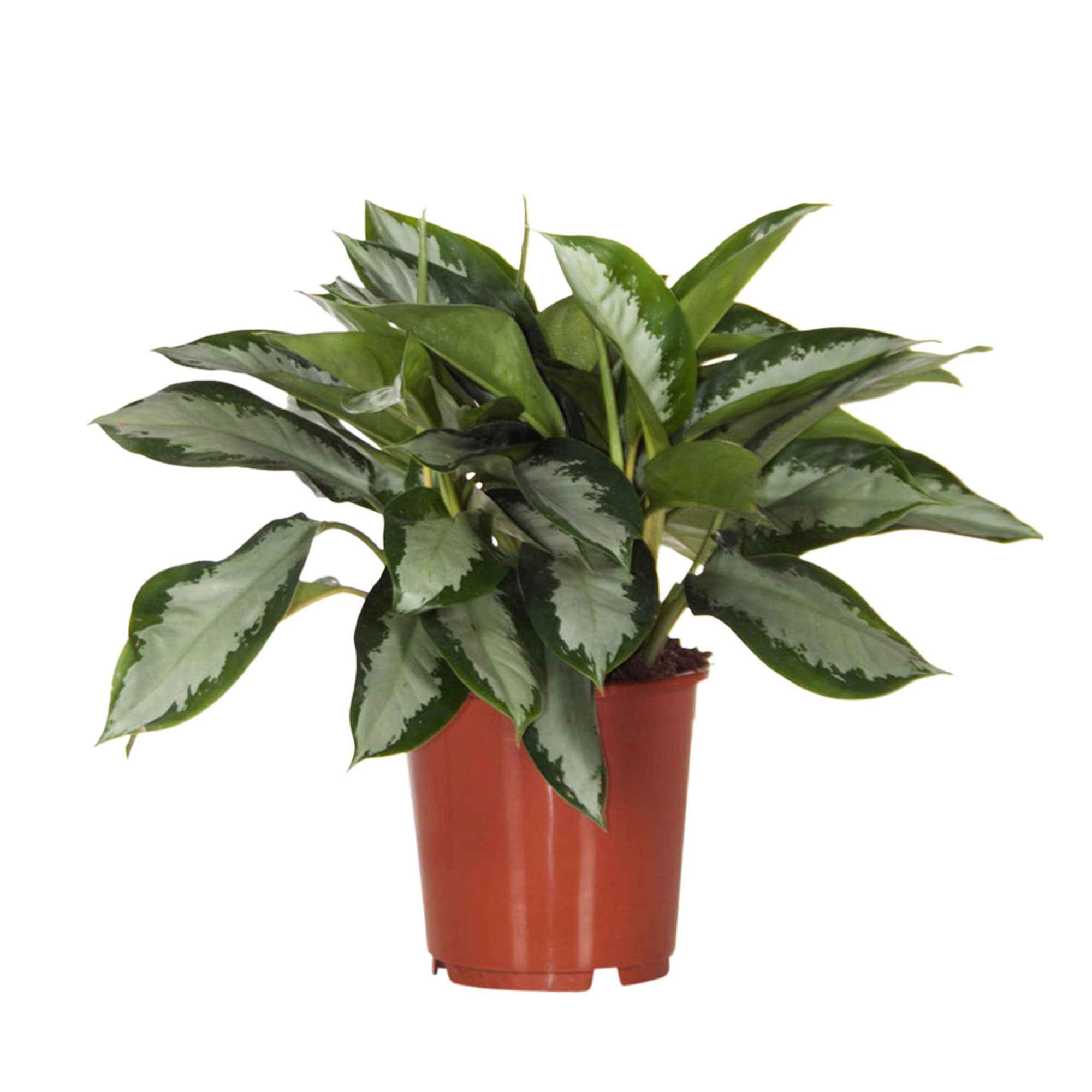 Chinese evergreen 'Silver Bay' - Image 3