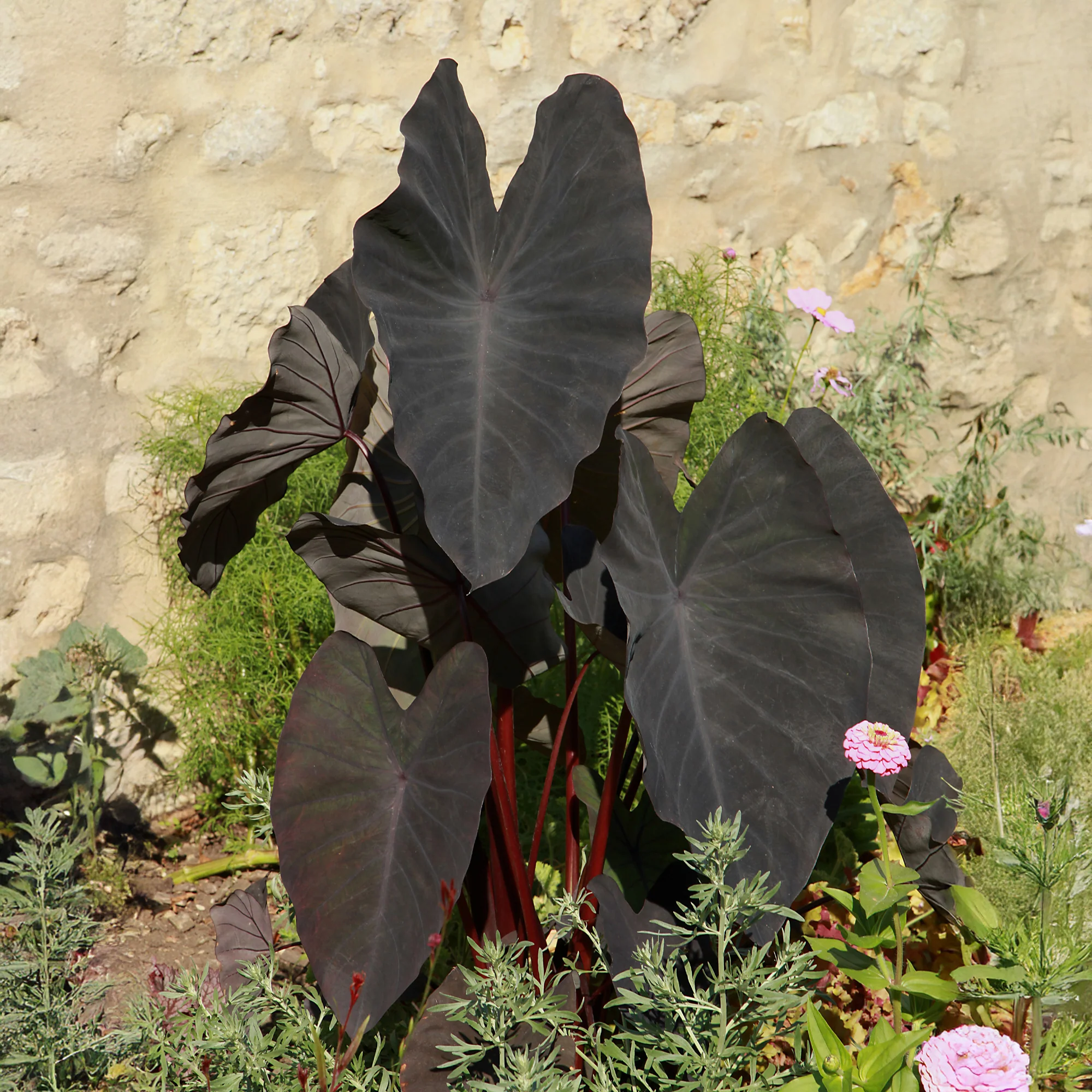 Colocasia 'Black Magic' / Olifantsoor - Image 3