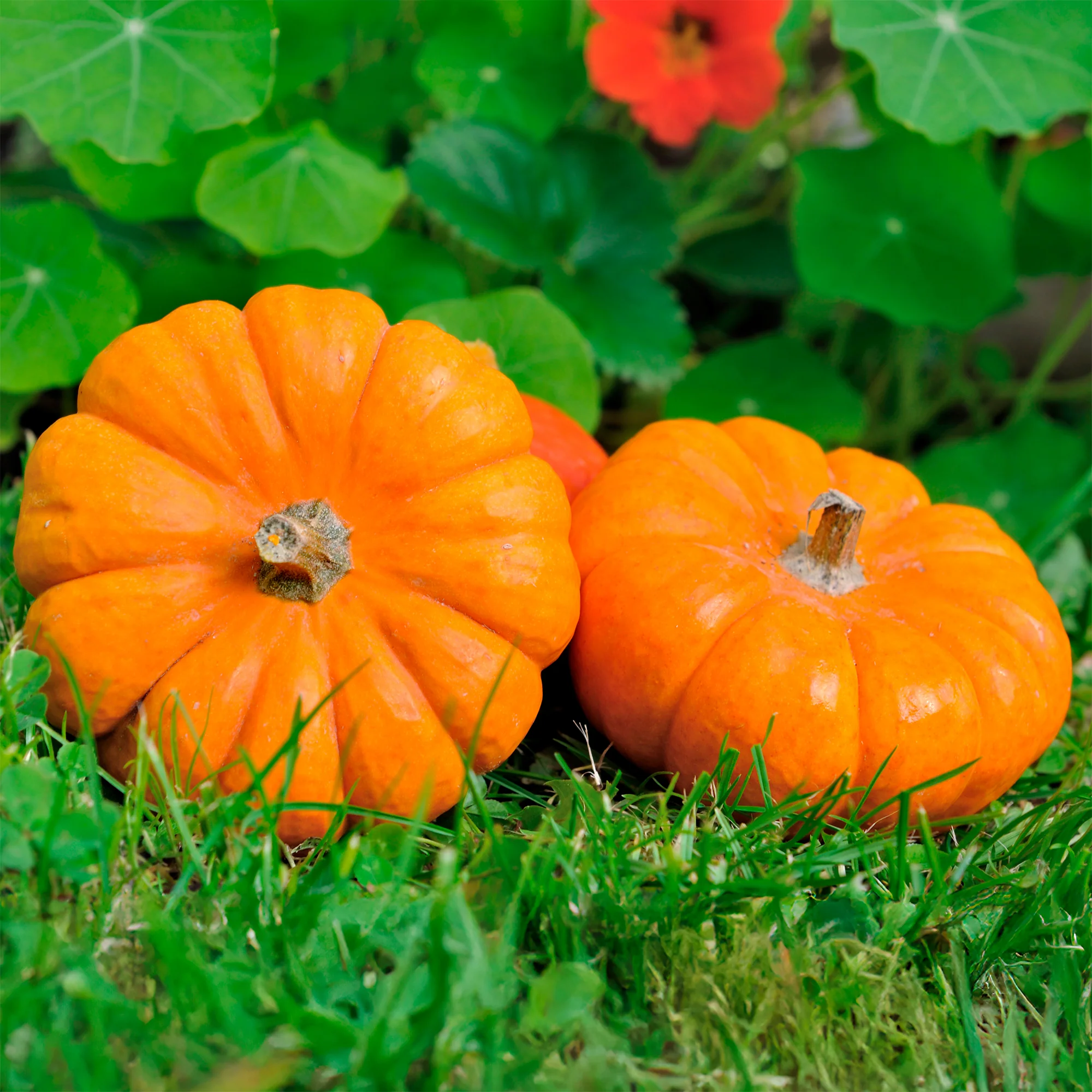 Courgette Jack be little - Image 4