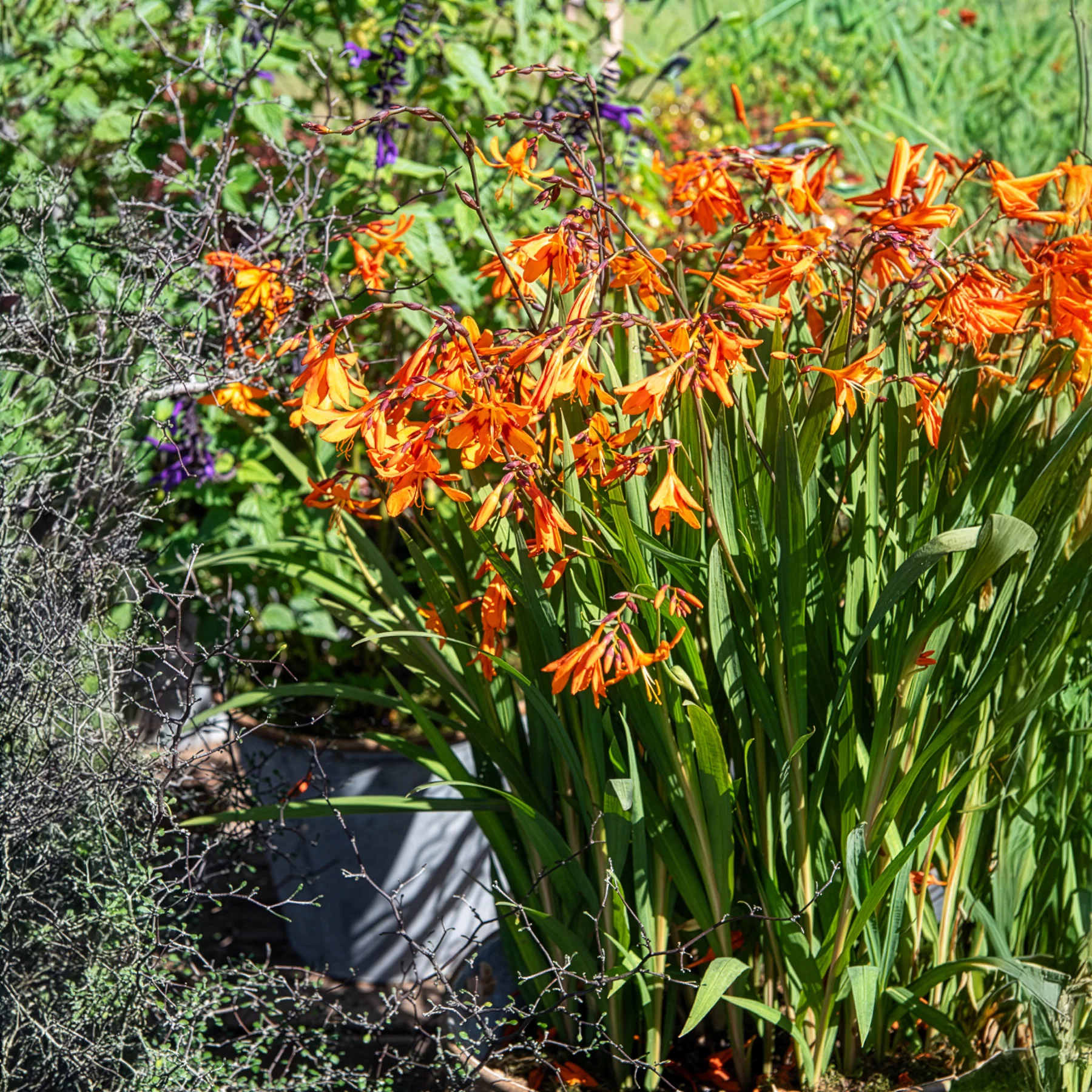 Crocosmia 'Emily McKenzie' - Image 3