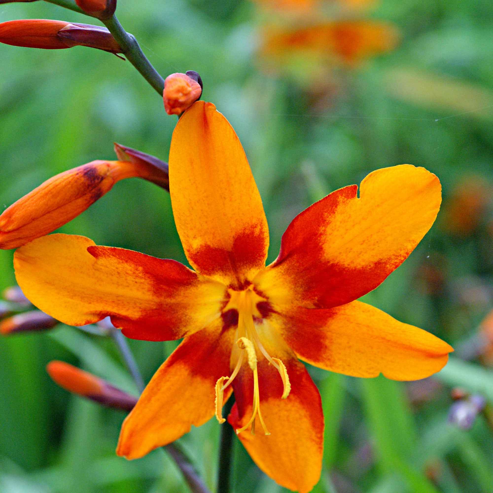 Crocosmia 'Emily McKenzie' - Image 4