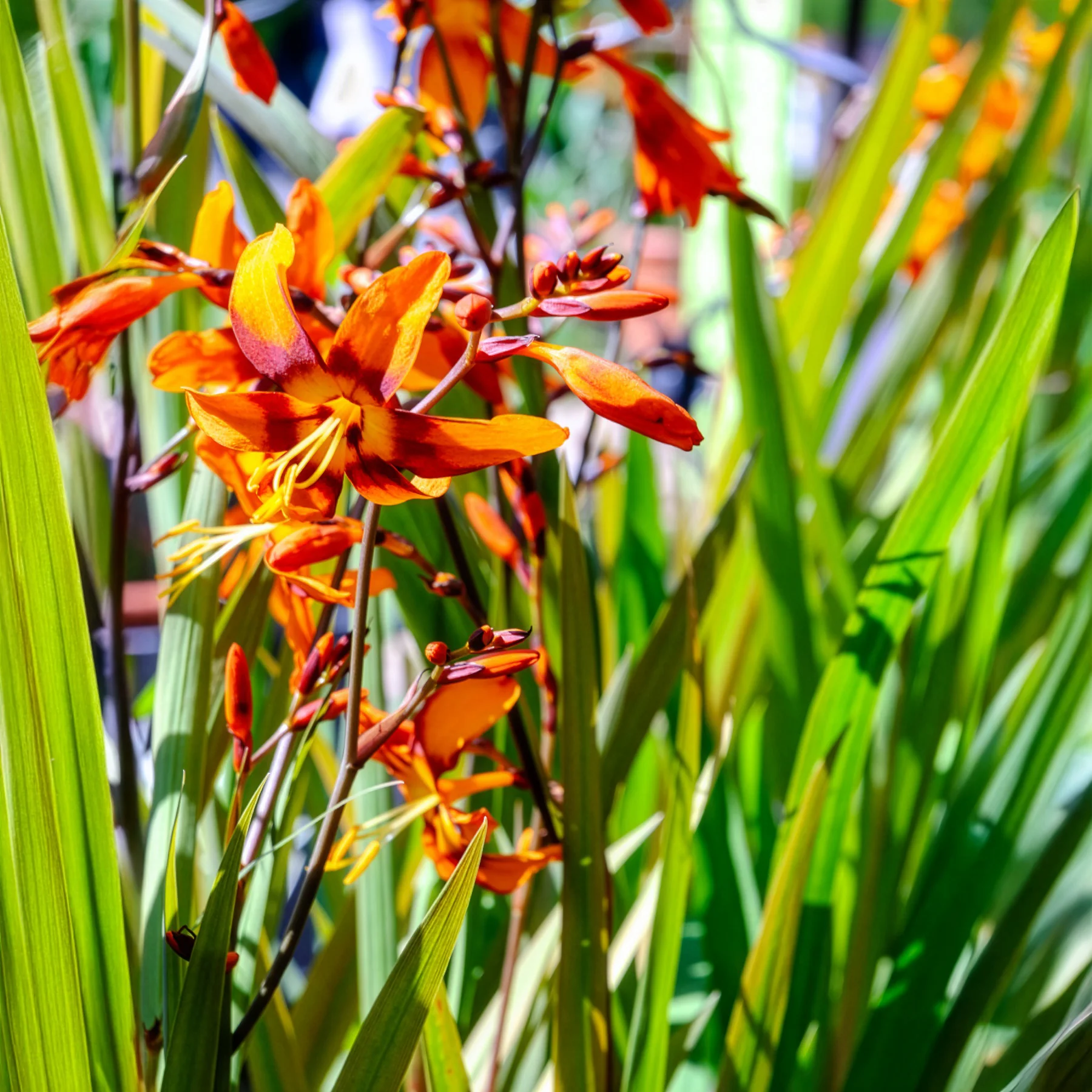 Crocosmia 'Emily McKenzie' - Image 5