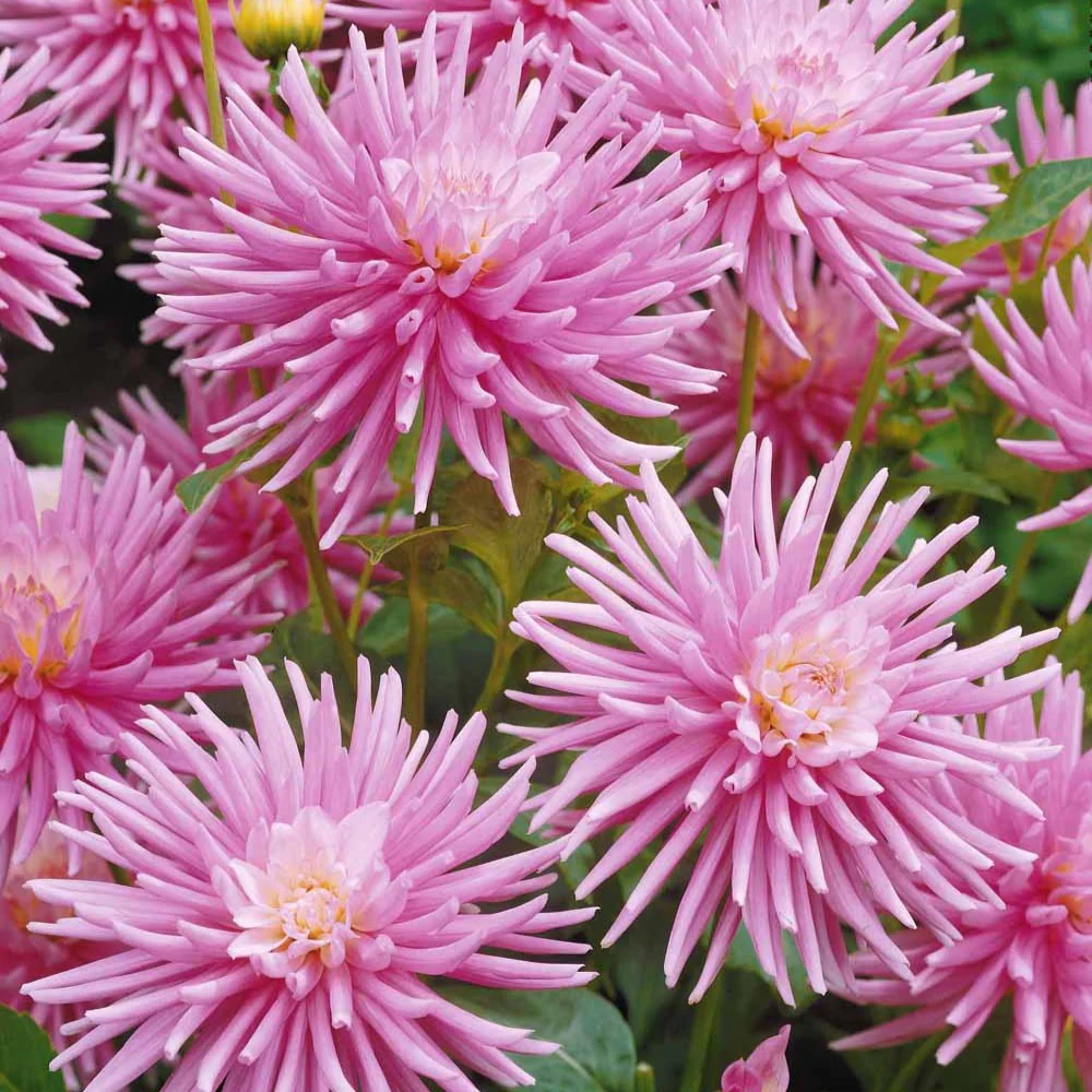 Dahlia 'Park Princess' (x3) - Image 3