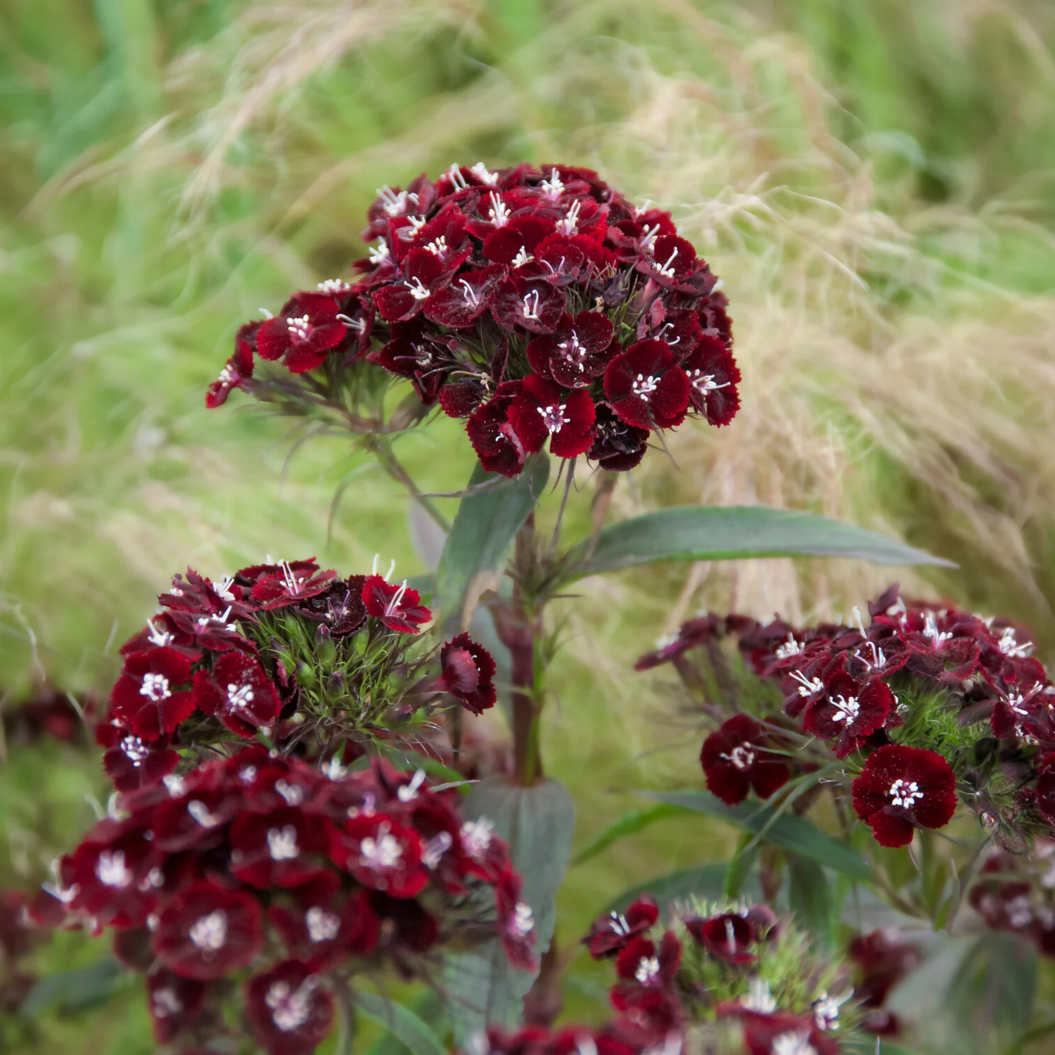 Duizendschoon Sooty - Image 3