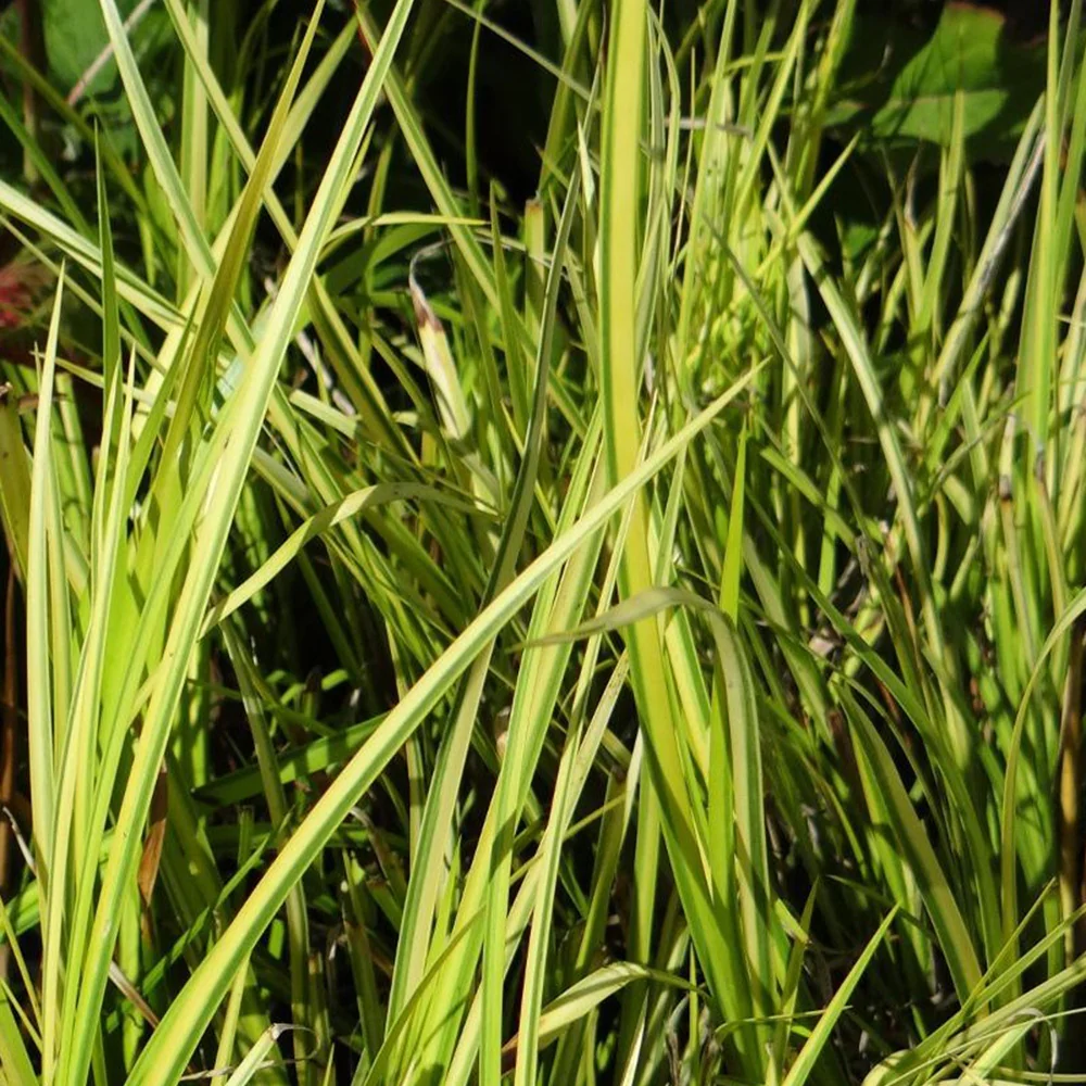 Dwergkalmoes 'Ogon' - Image 5