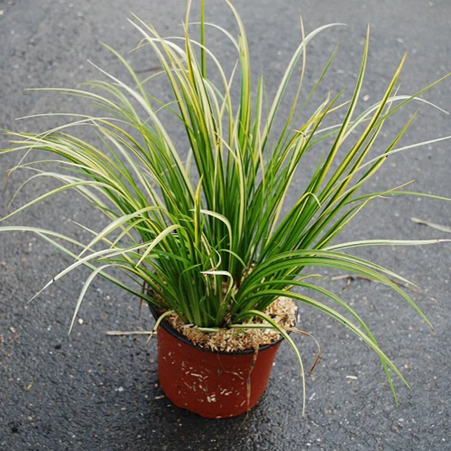 Dwergkalmoes 'Ogon' - Image 6