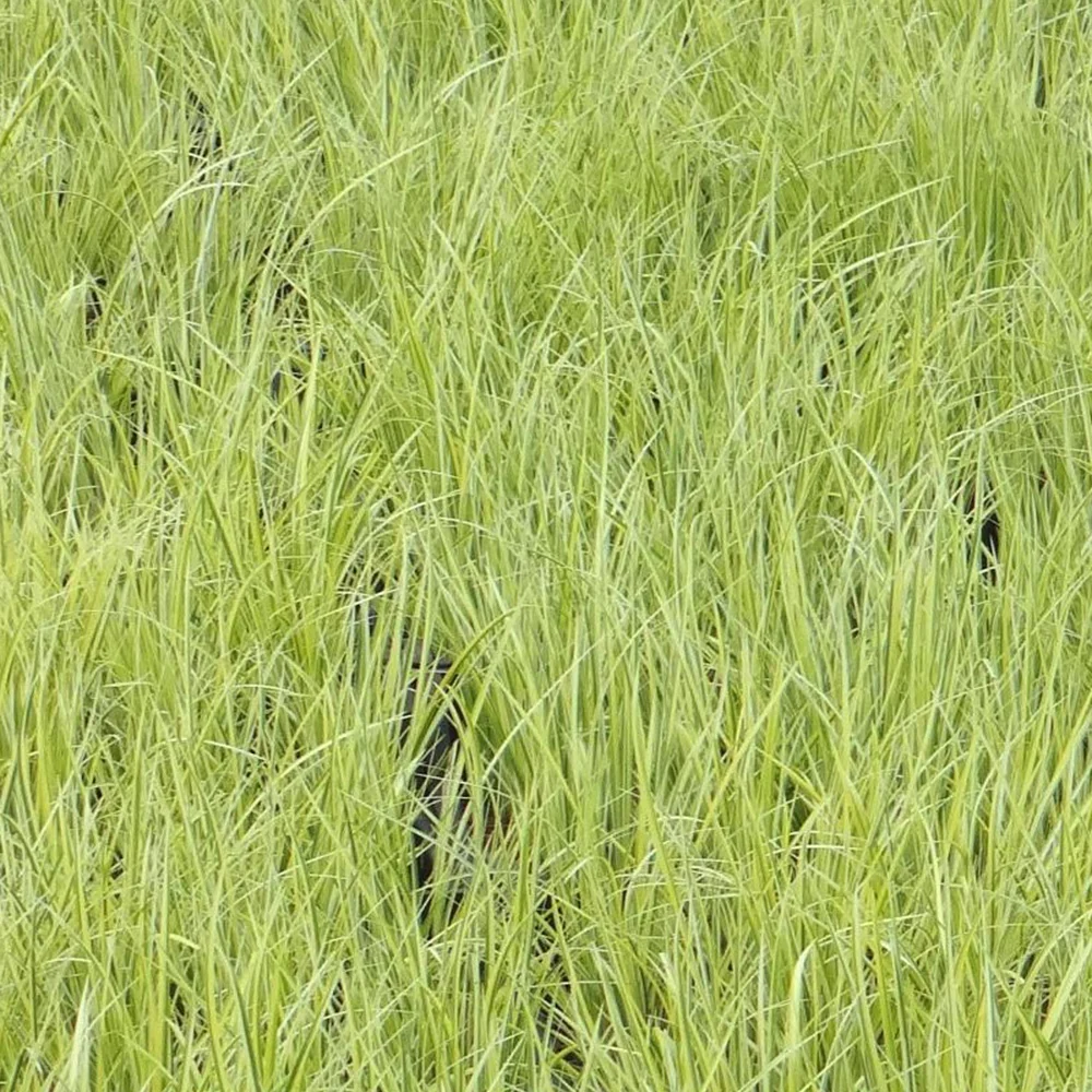 Dwergkalmoes 'Ogon' - Image 7