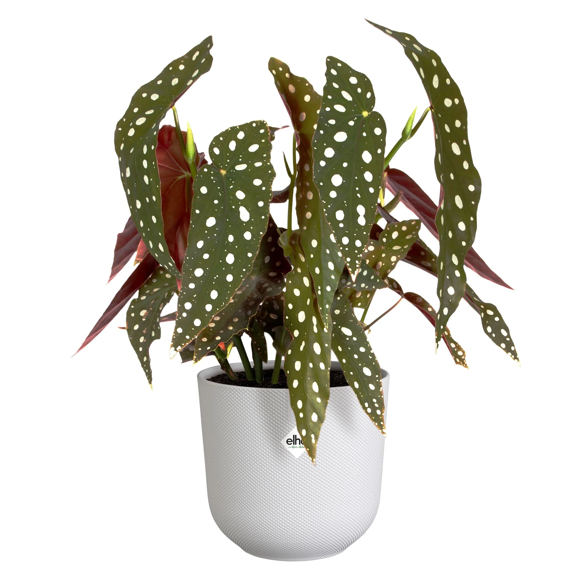 Elho Bloempot Jazz rond zijdewit - Image 6