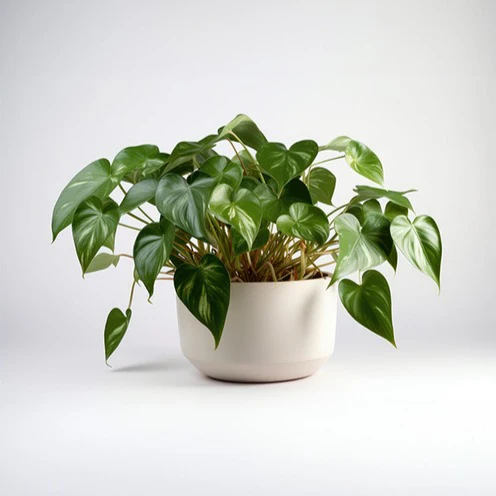 Philodendron Monstera scandens - Image 3
