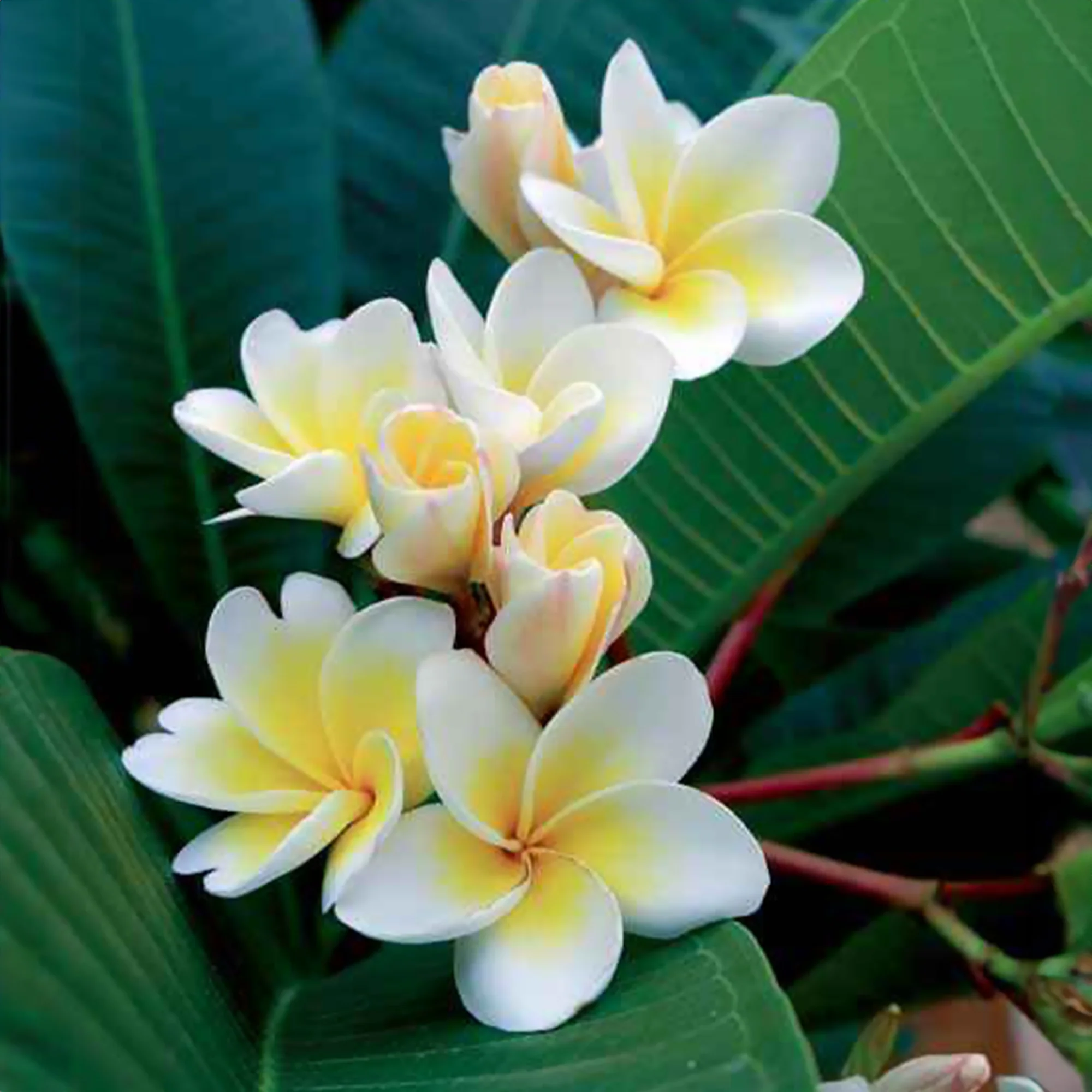 Frangipani - Image 4