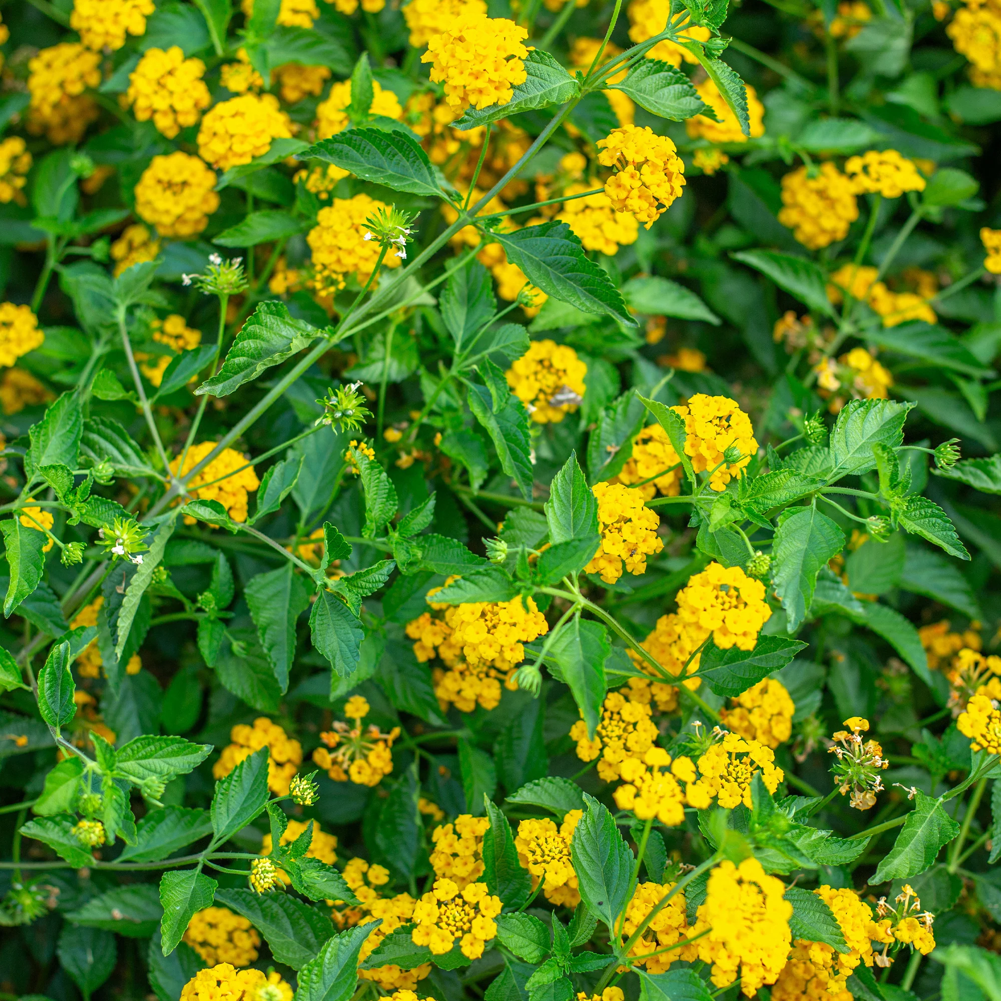 Gele Lantana - Wisselbloem - Image 3