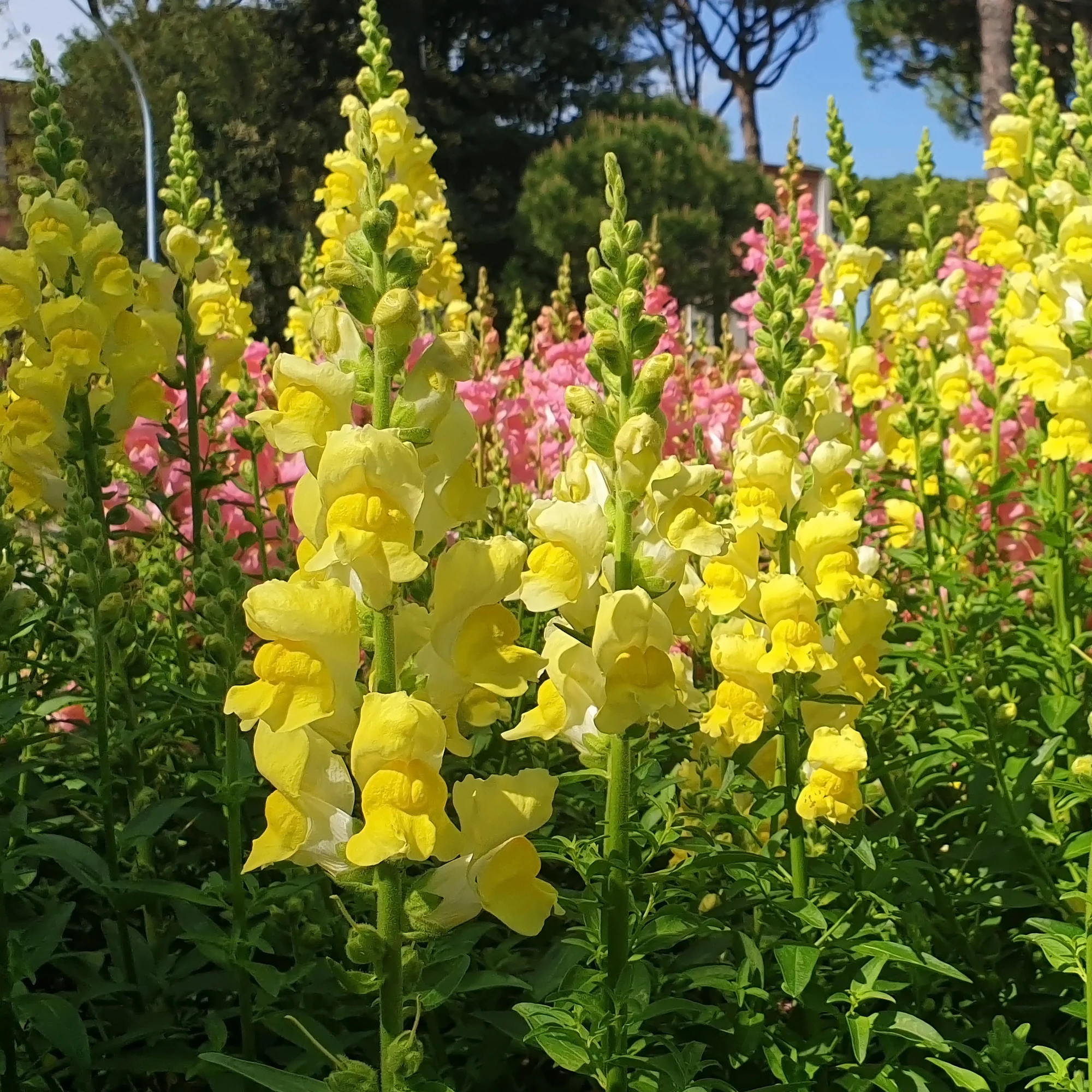 Gele Leeuwenbek - Image 3