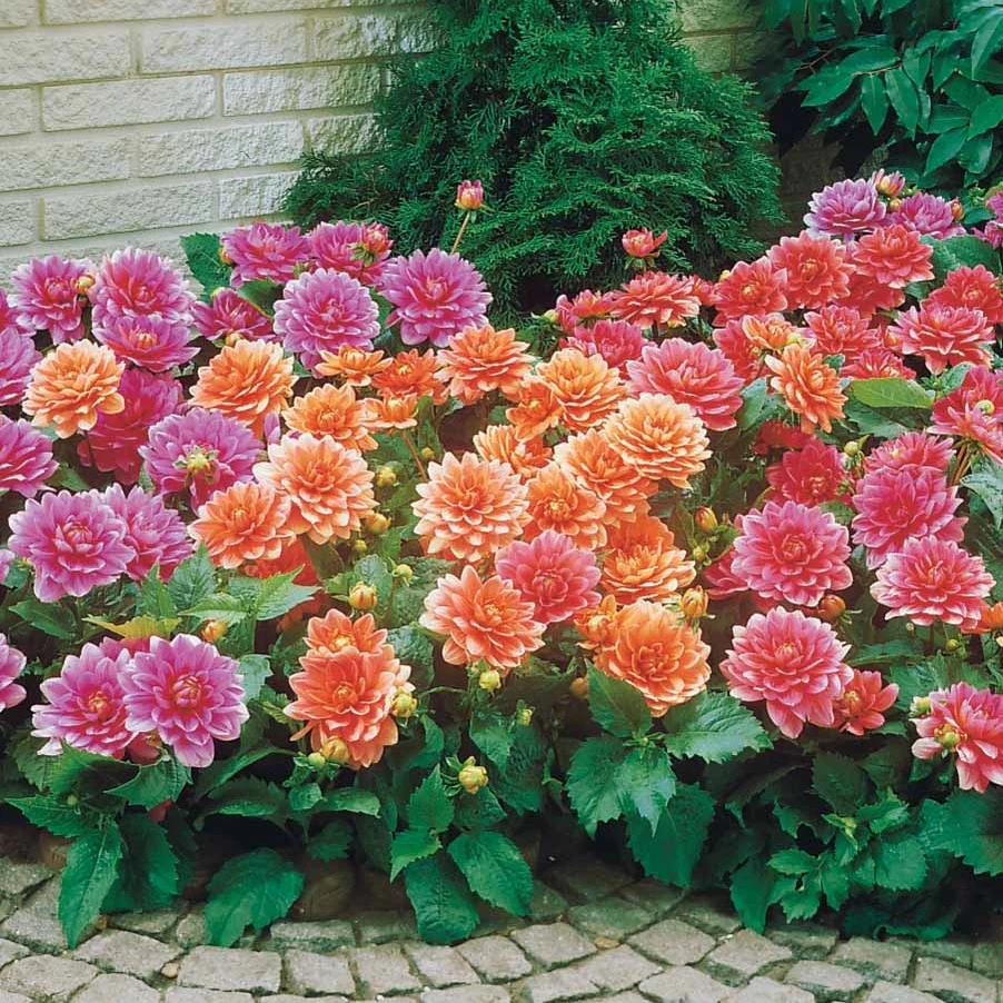 Grootbloemige Dahlia Mix - Image 3