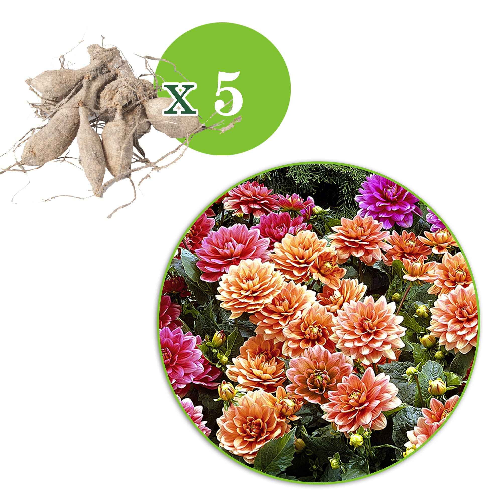 Grootbloemige Dahlia Mix - Image 5