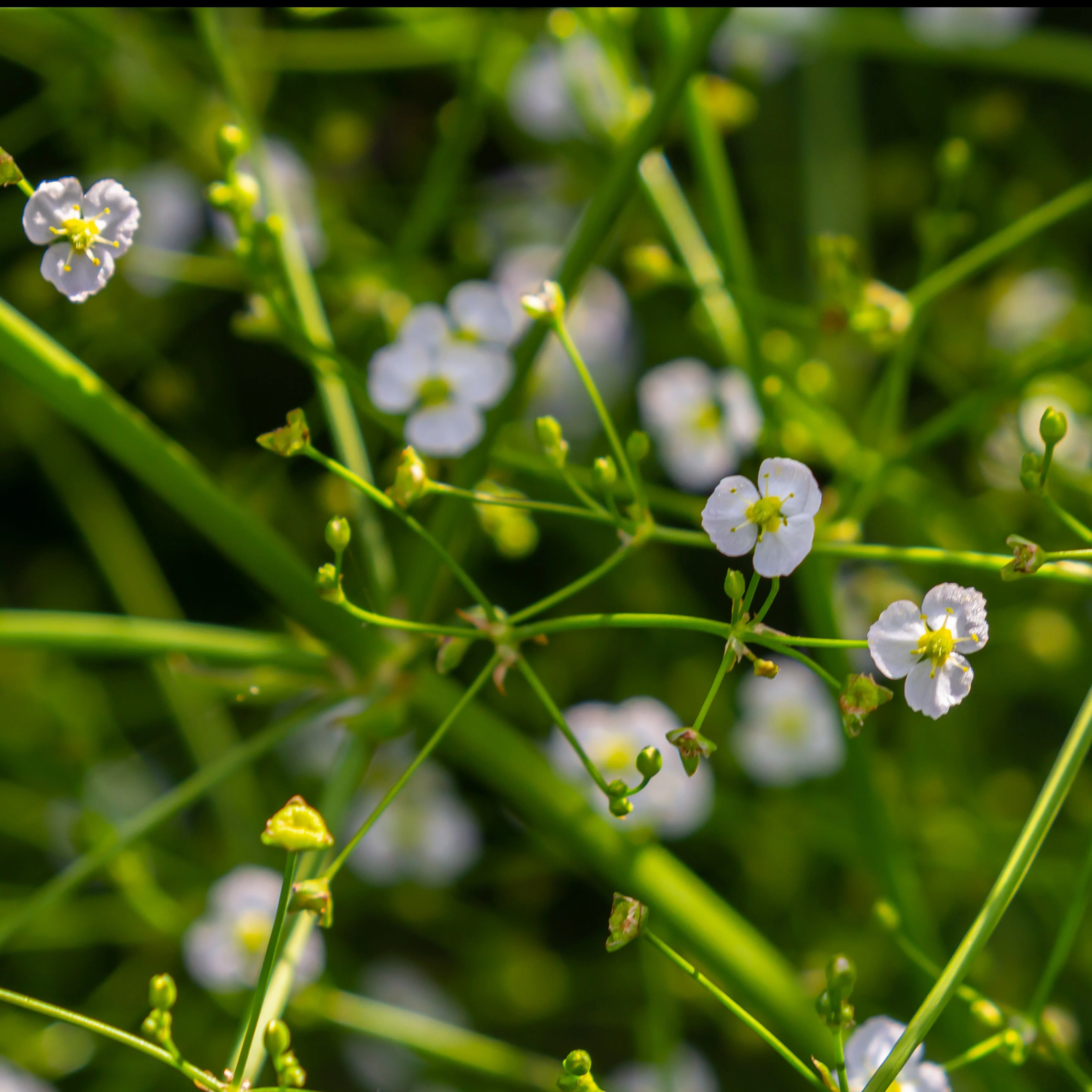 Grote waterweegbree - Image 4