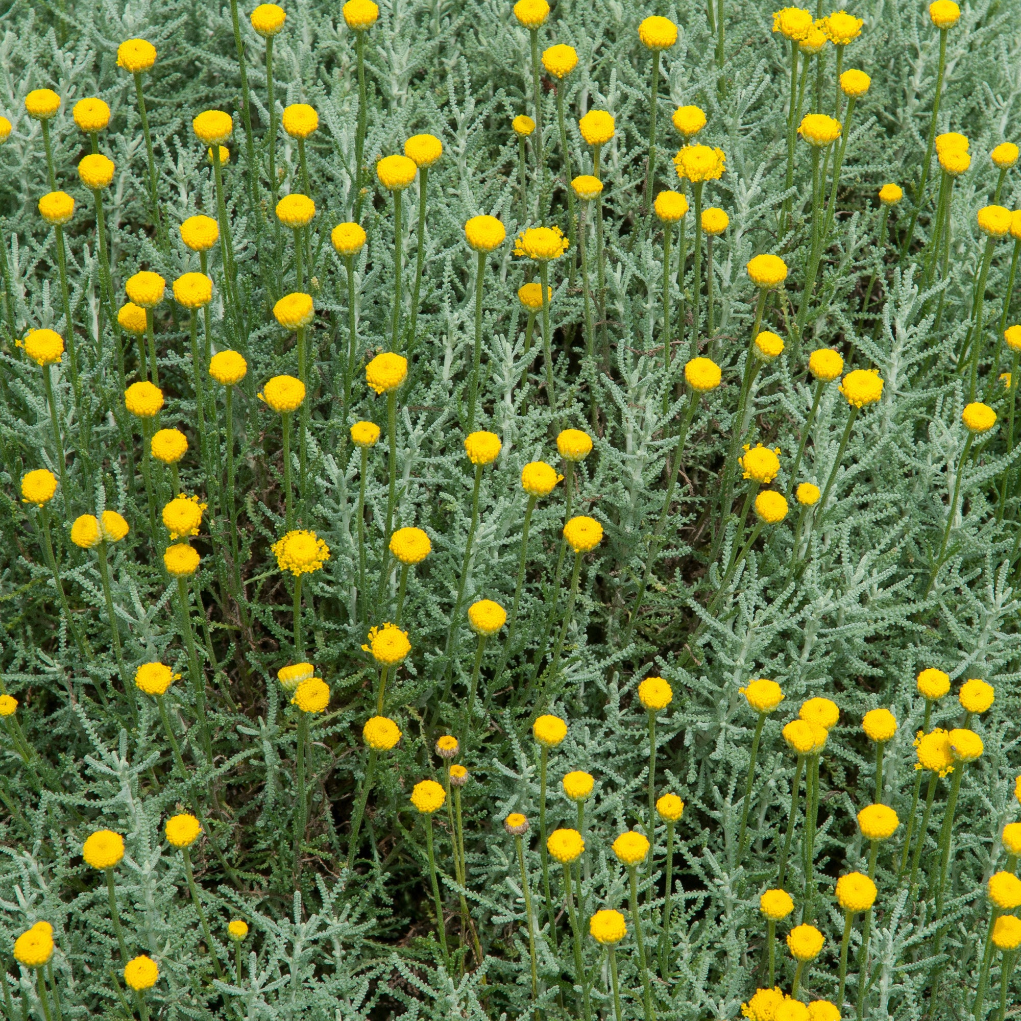 Heiligenbloem - Image 3