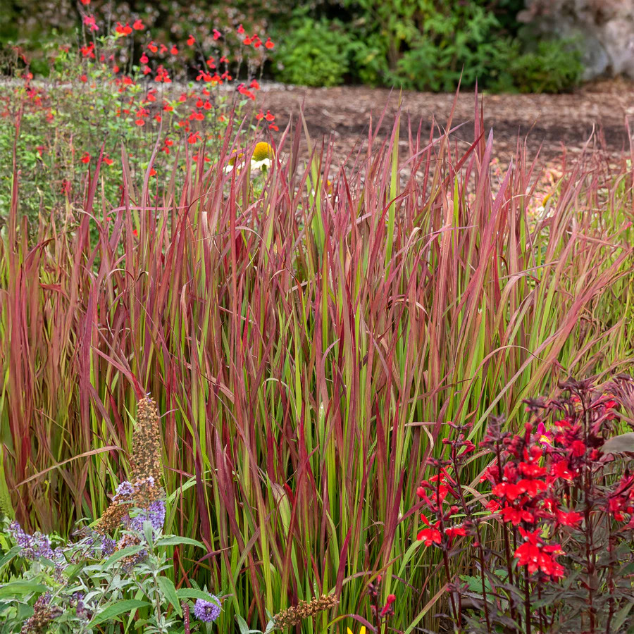 Japans bloedgras 'Red Baron' - Image 5