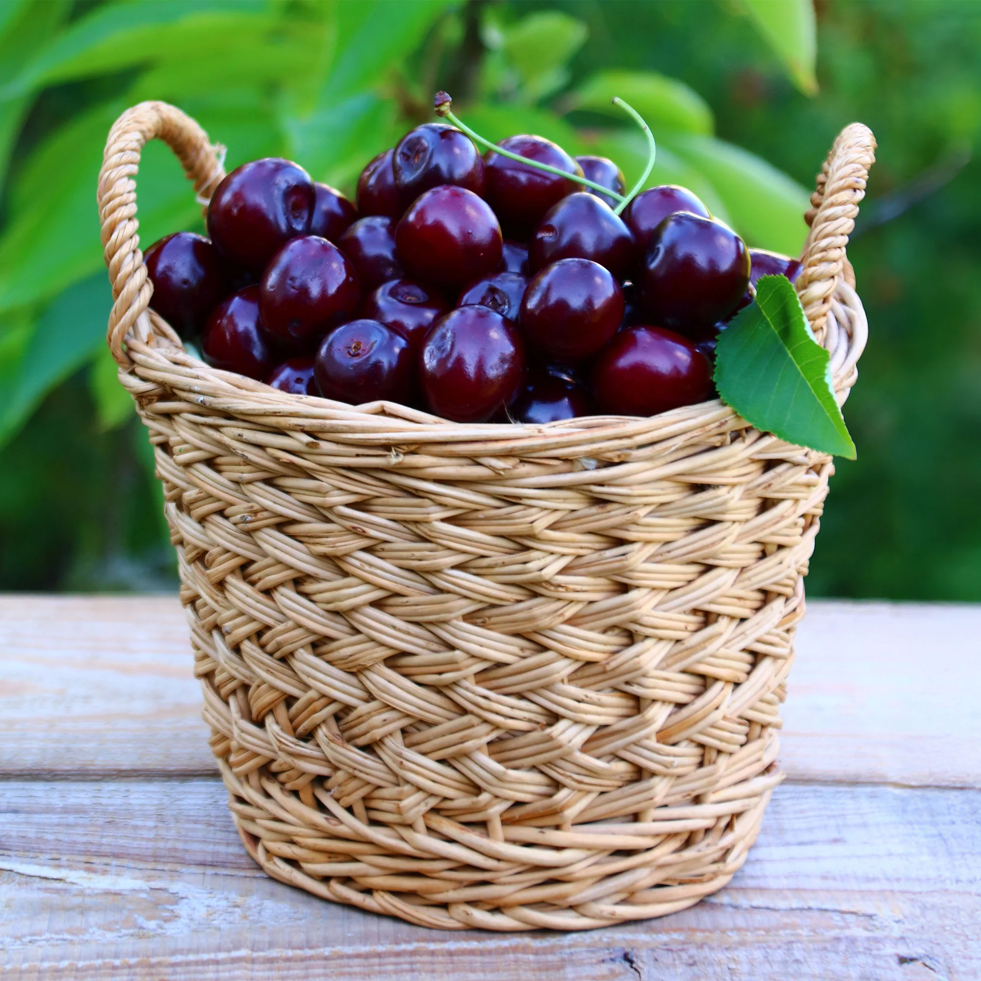 Kersenboom Grote Zwarte Kriek - Image 3