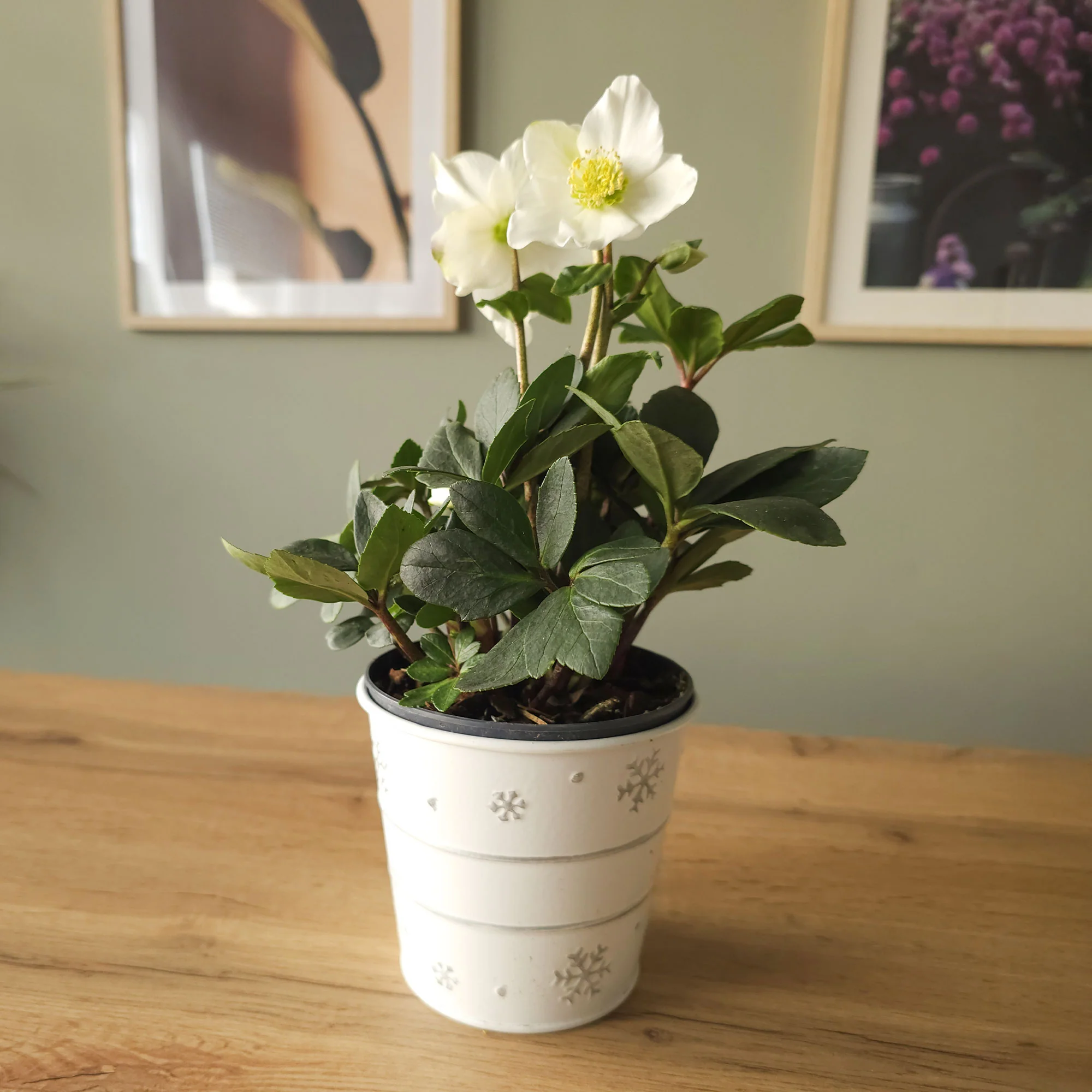 Kerstroos 'Christmas Carol' en met kerstpot - Image 4