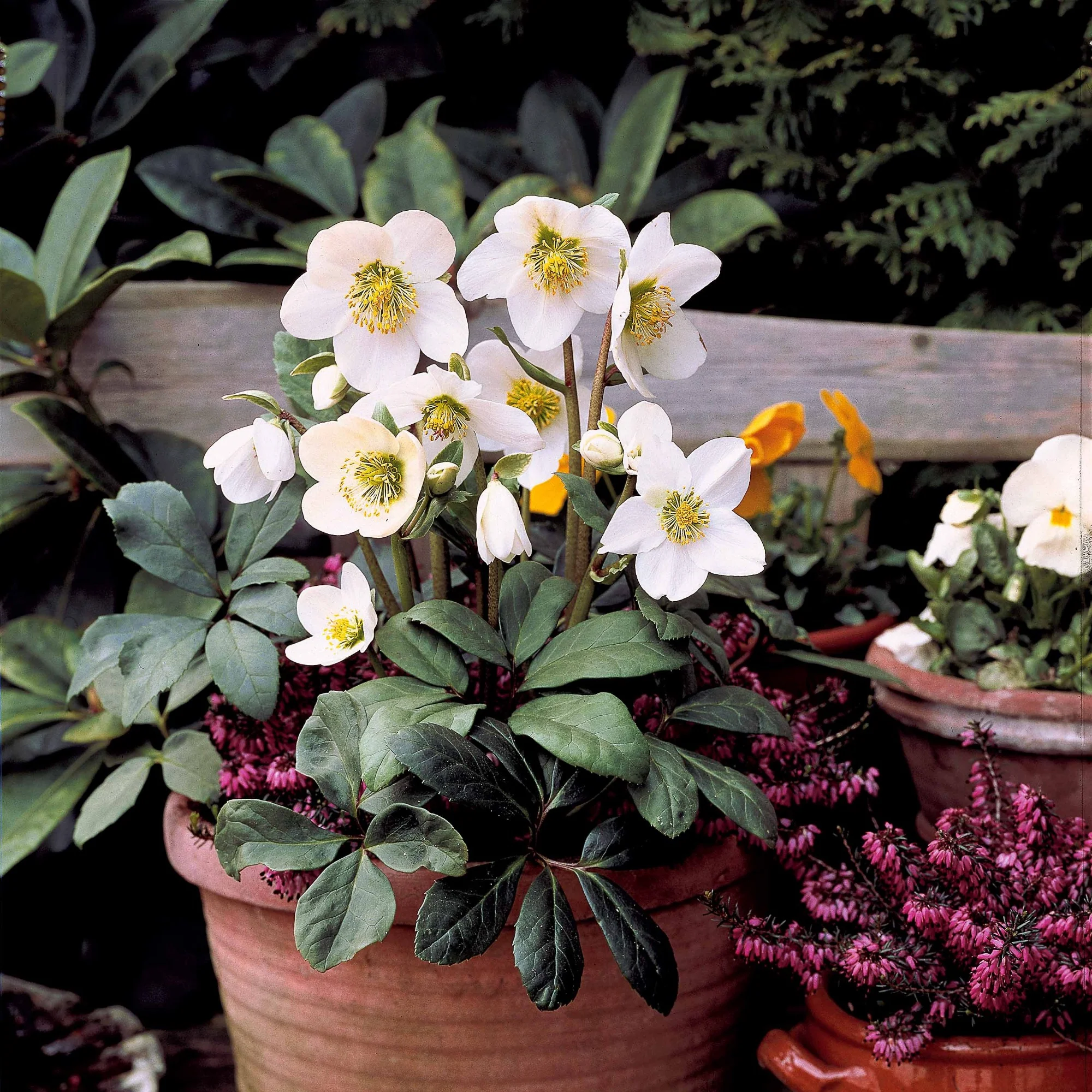 Kerstroos 'Christmas Carol' en met kerstpot - Image 6