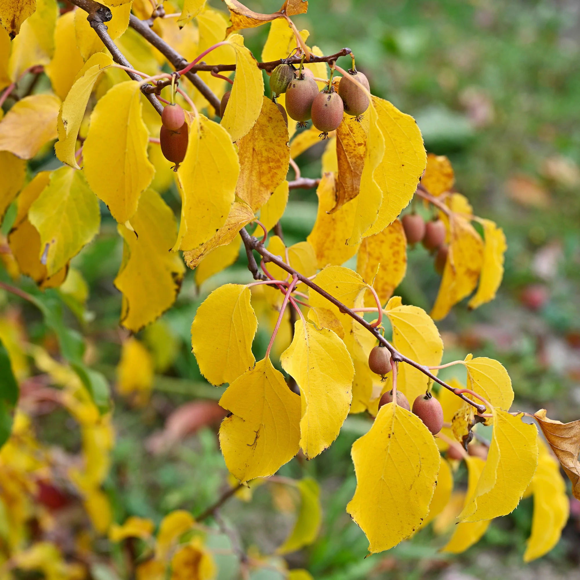 Kiwi Mix (1x mannelijk + 1x vrouwelijk) - Image 3