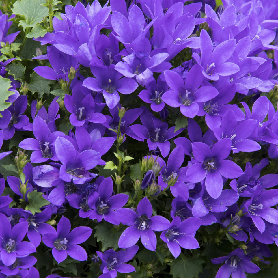 Muurtklokje - Image 3