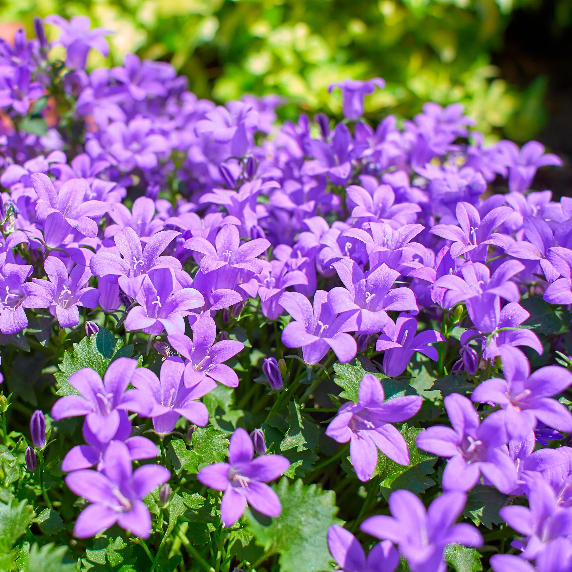 Muurtklokje - Image 5