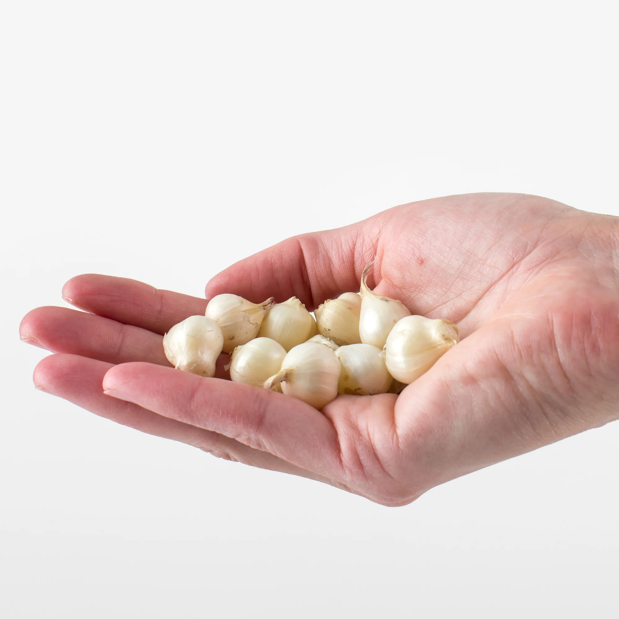 Kogellook (x25) - Image 6