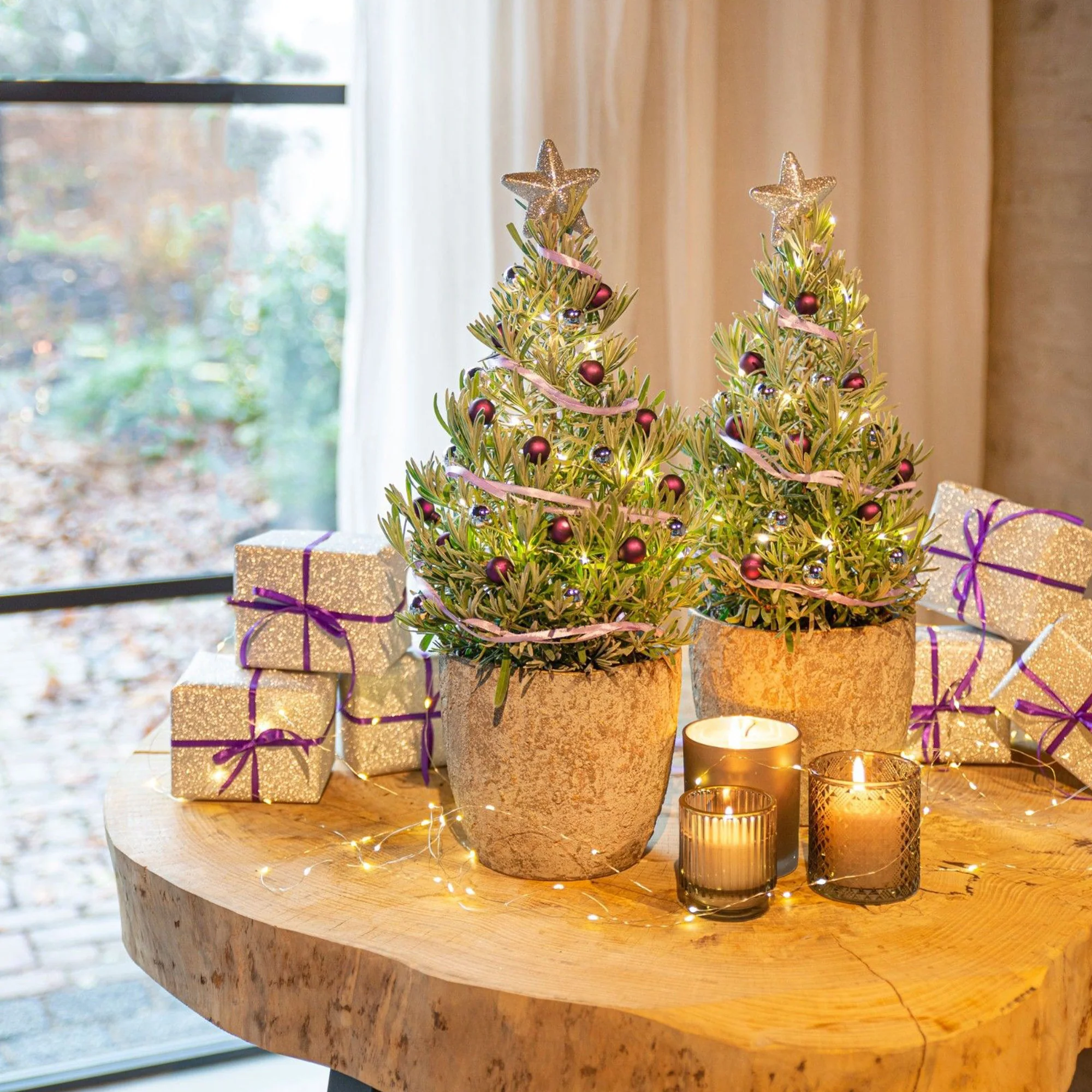 Lavendel 'Christmas Tree' - Image 3