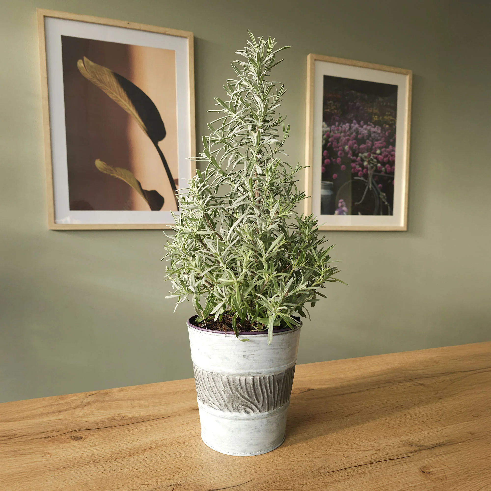 Lavendel 'Christmas Tree' - Image 4