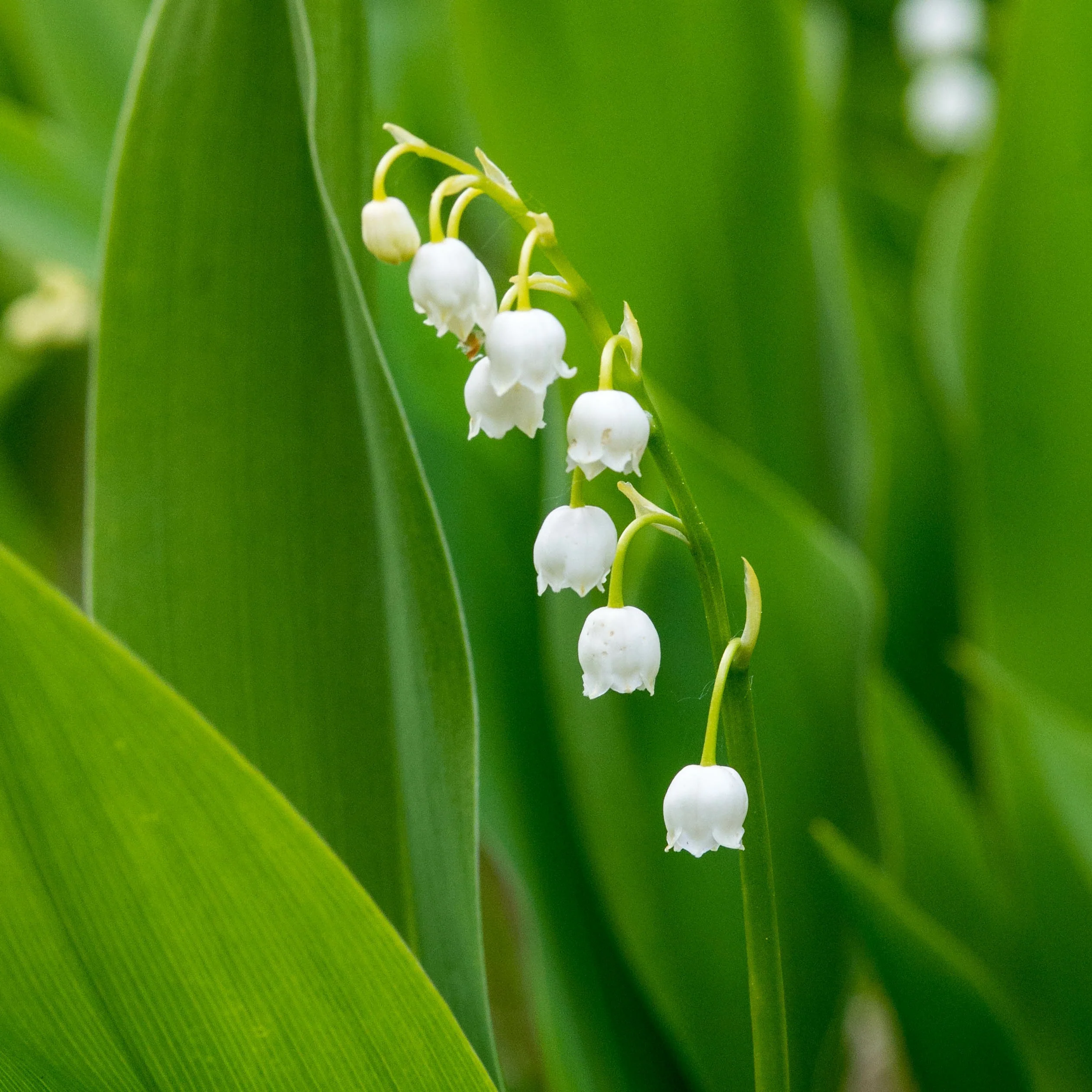 Lelietje-van-dalen 'Majalis' - Image 3